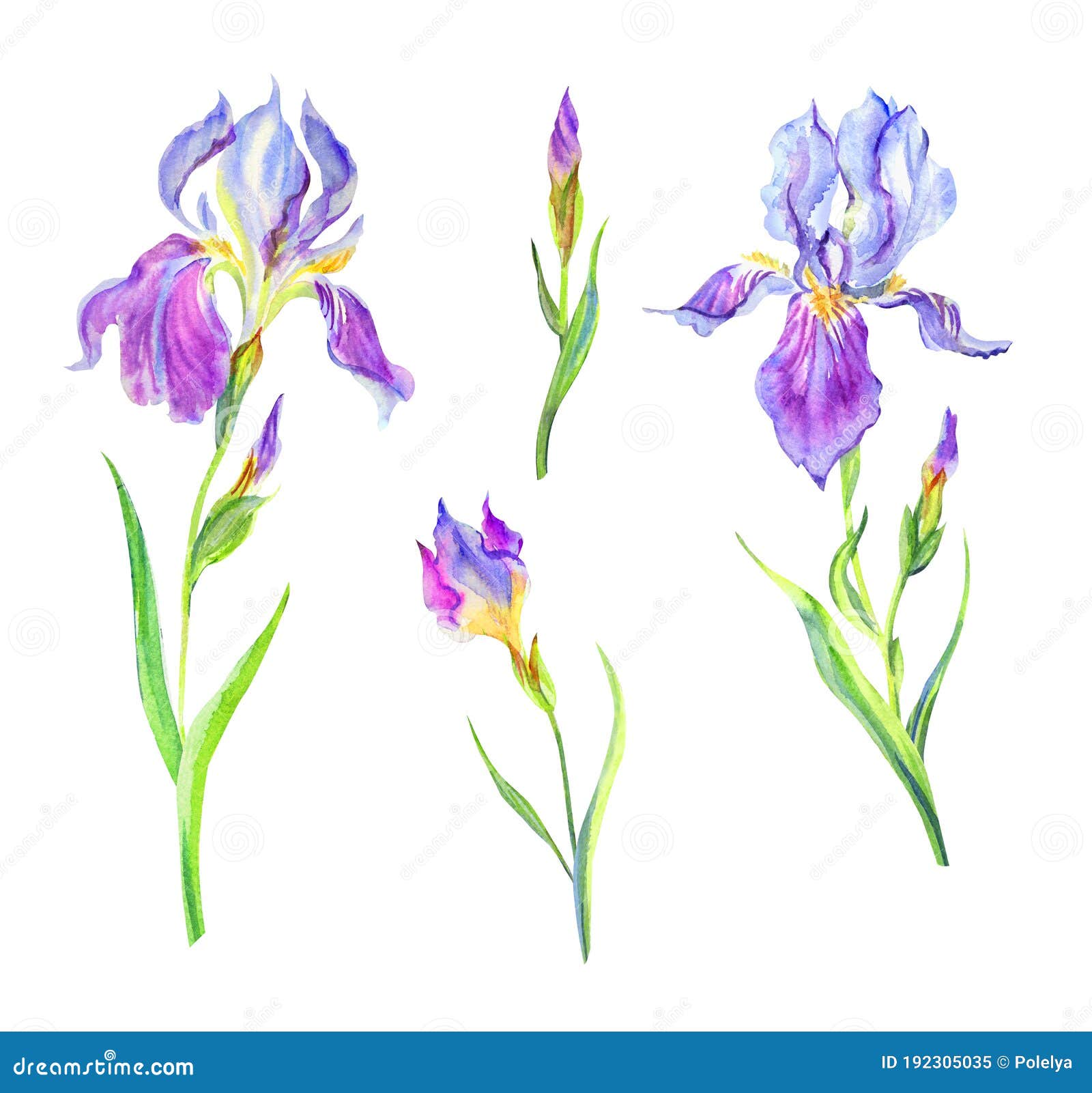 Set of purple iris flowers stock image. Image of blue   20
