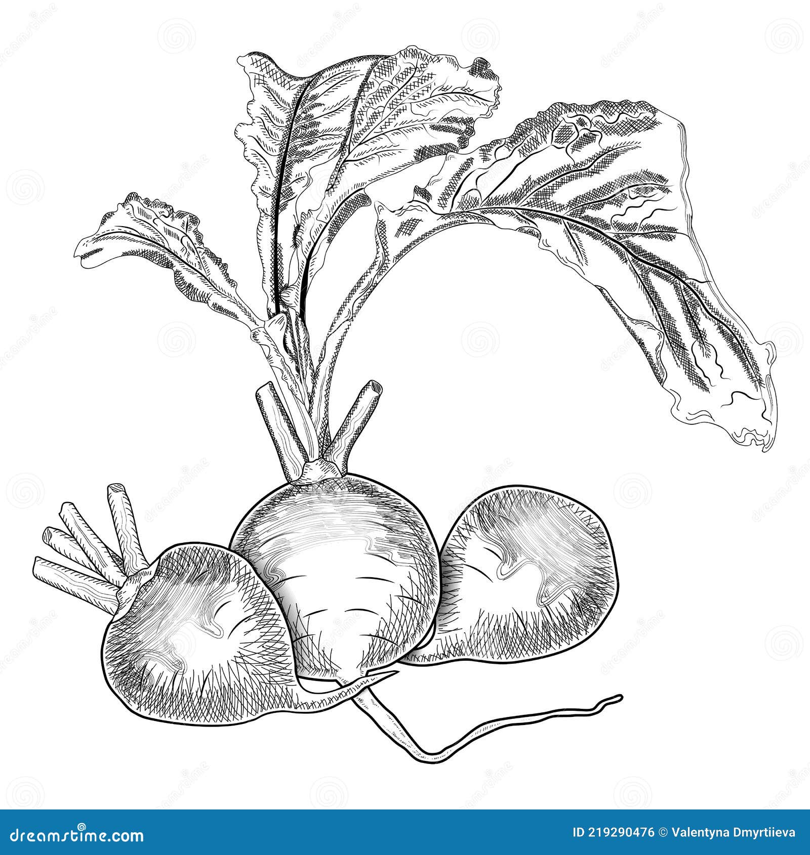 Premium Vector  Turnip coloring page for kids kdp interior turnip  vegetable drawing turnip vegetable clipart black