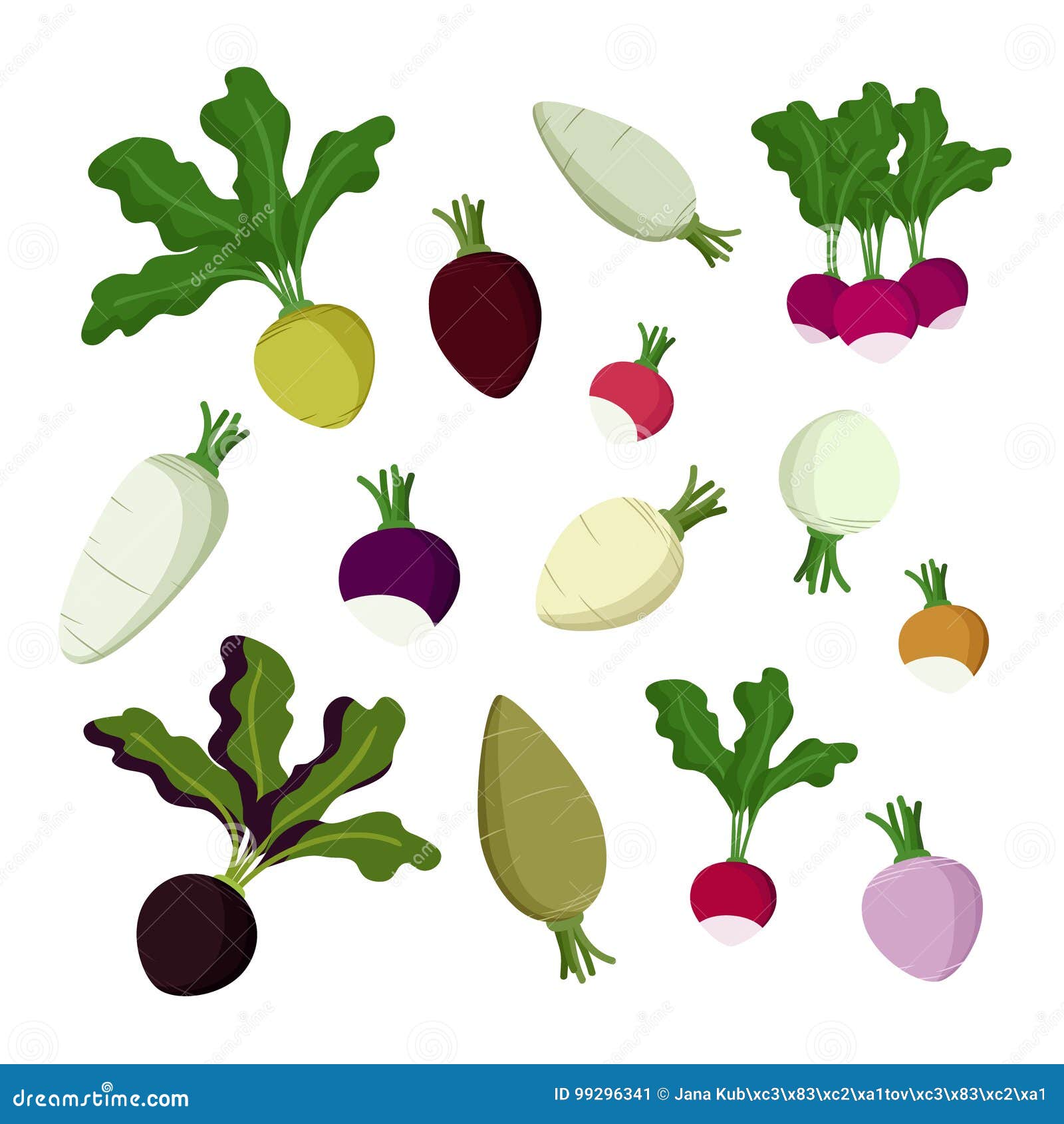 Radish, beet and turnip stock vector. Illustration of harvest 99296341
