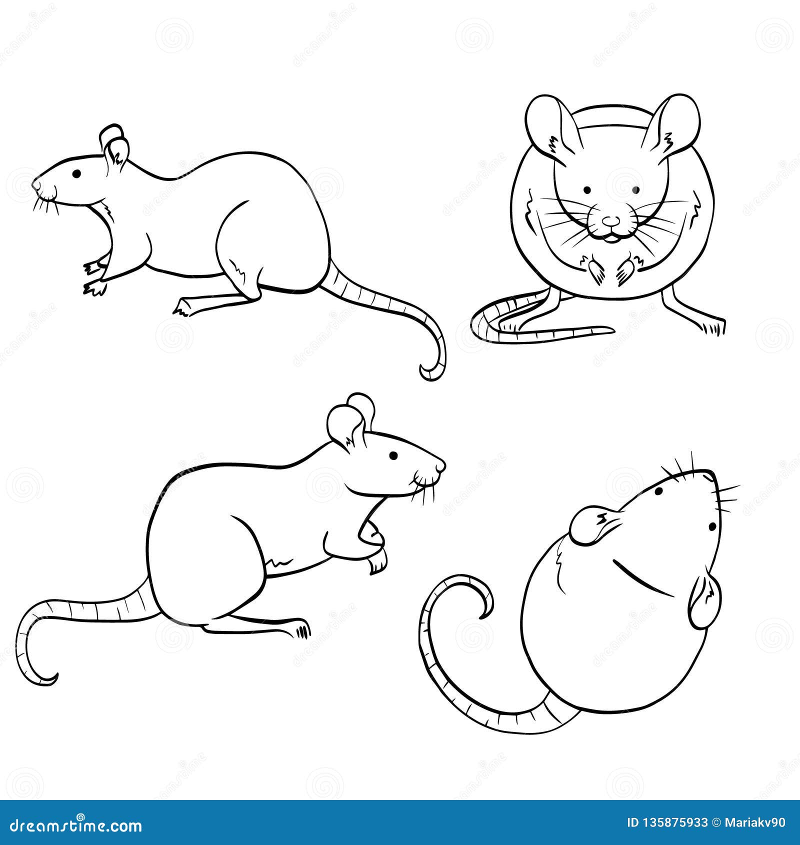 Схематичный рисунок крысы