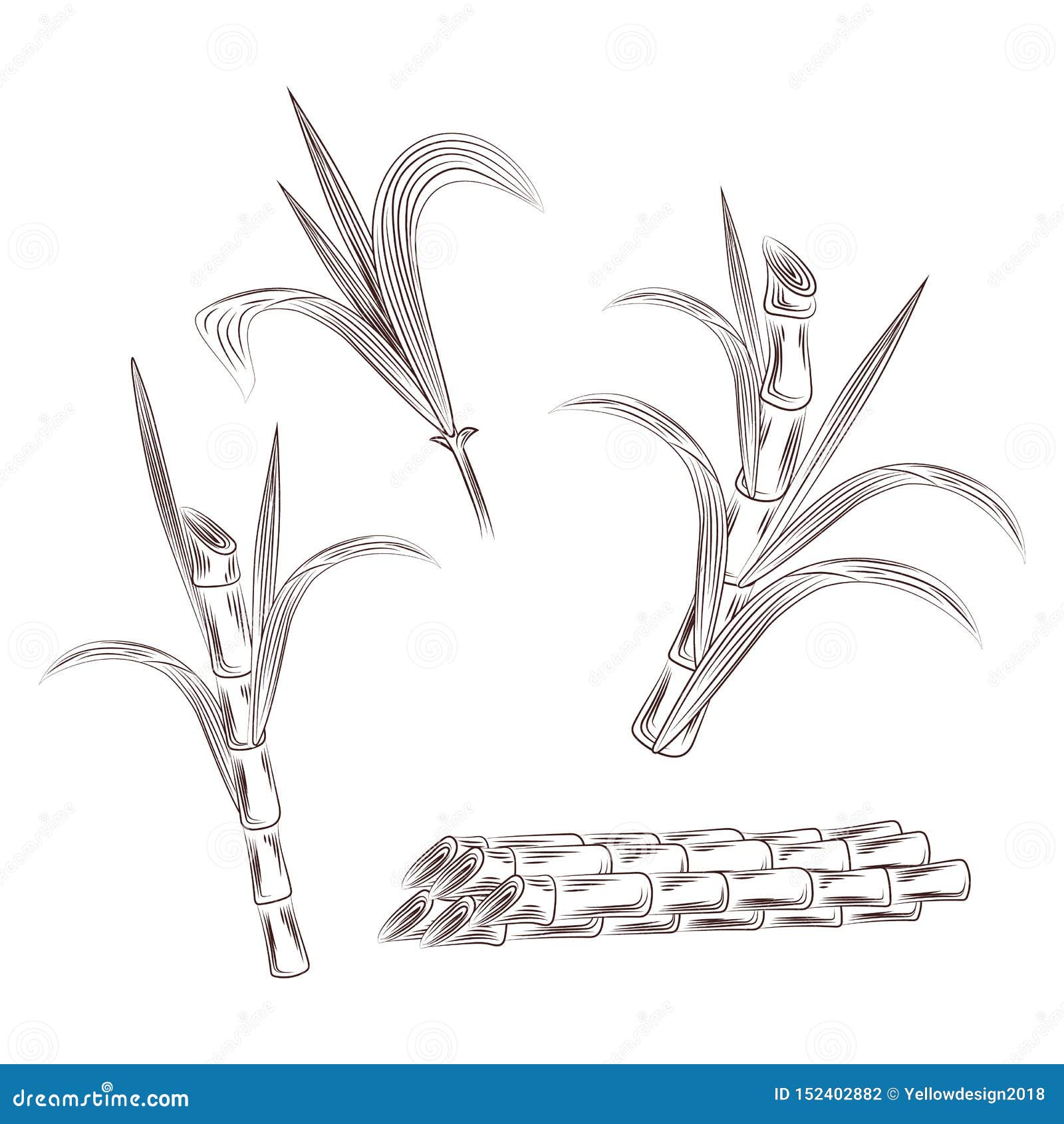 Sugar Cane Plant Drawing Stock Illustrations – 107 Sugar Cane Plant