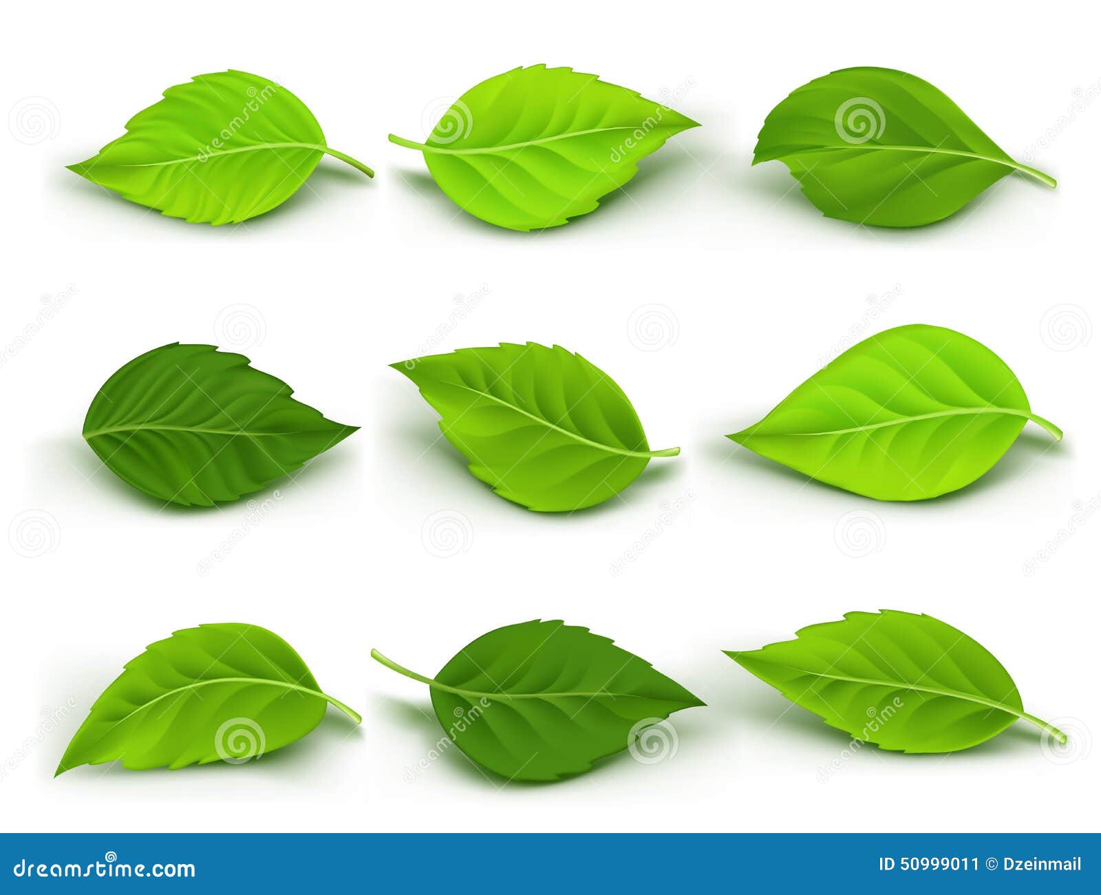 set of realistic green leaves collection