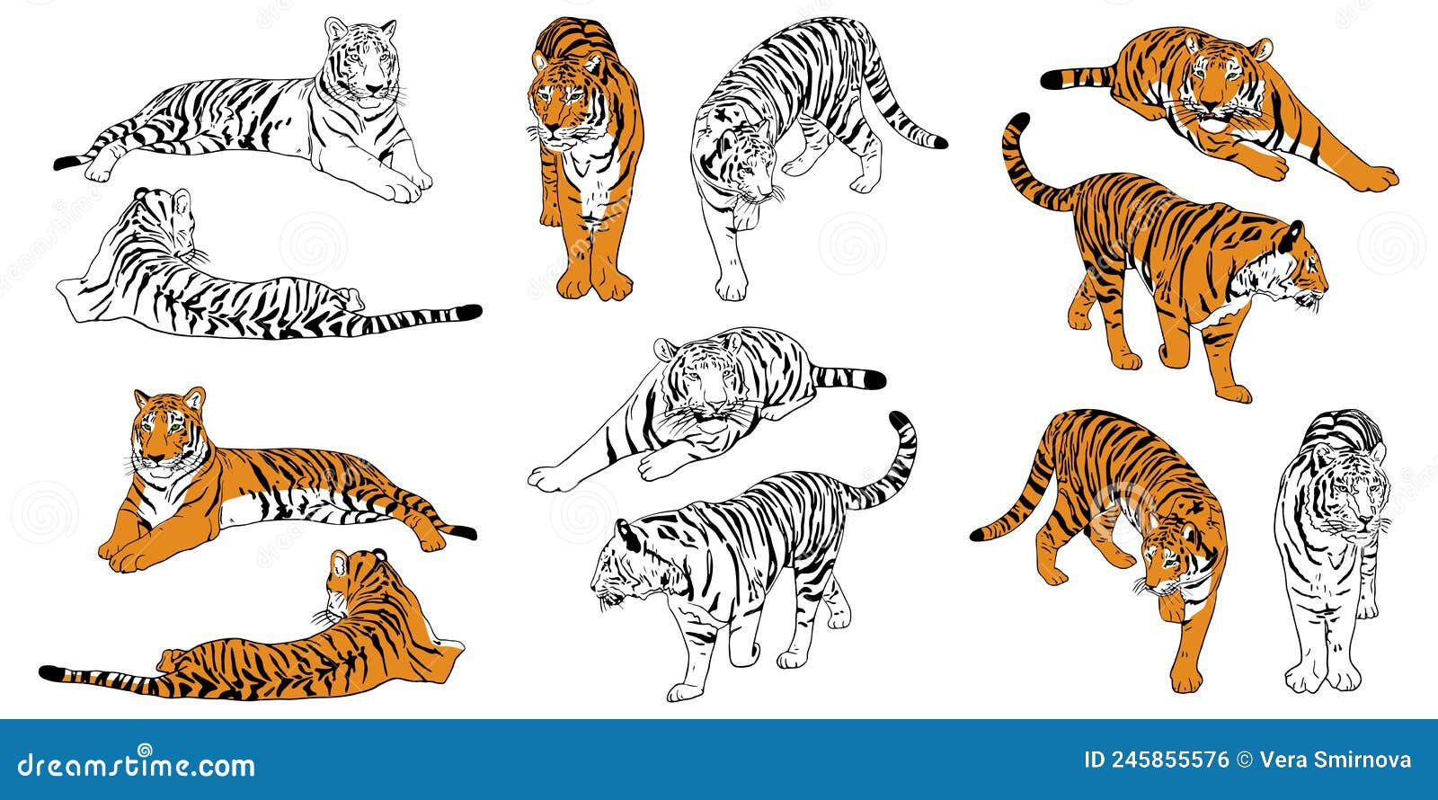 set of realistic hand drawn amur tigers color and outline. big cats sketch stands, lies, walks, hunts poses. predatory mammals for