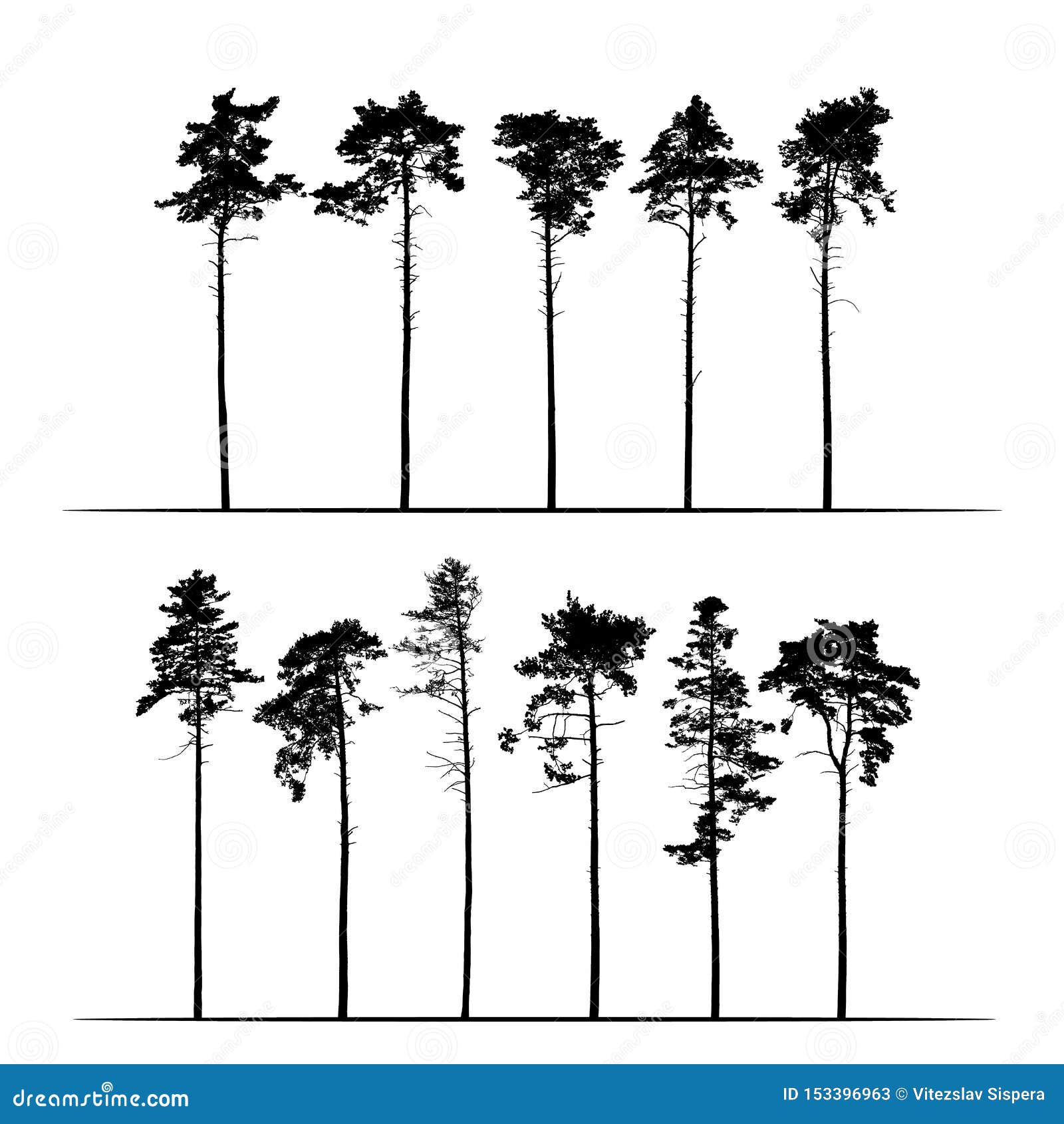 set realistic  of tall coniferous pine trees.  on white background, 