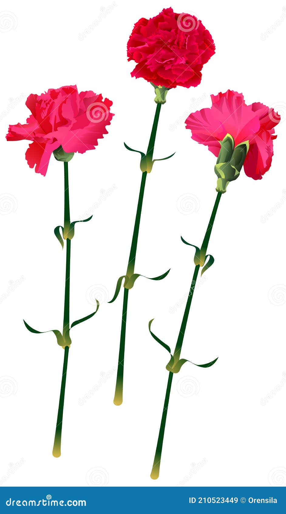Set Red Carnation Flower Bouquet Symbol Memory Isolated on White Stock Vector Illustration of