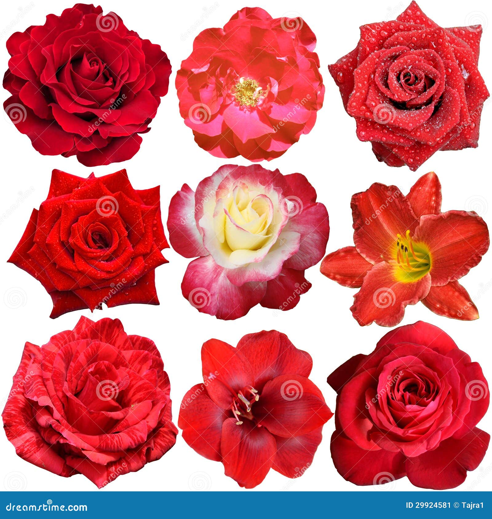 Red Flowers Isolated on White Stock Image - Image of beautiful, blossom ...