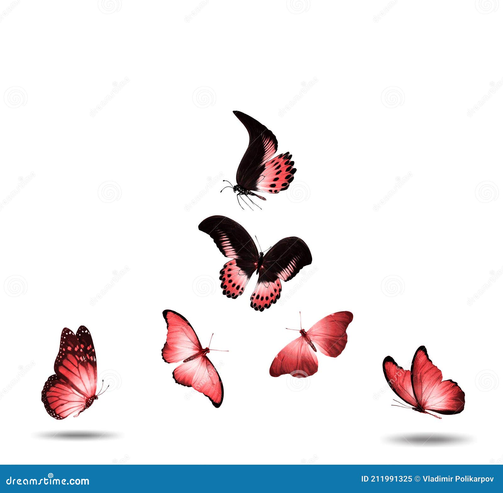 Butterflies Flying Images – Browse 801,120 Stock Photos, Vectors, and Video