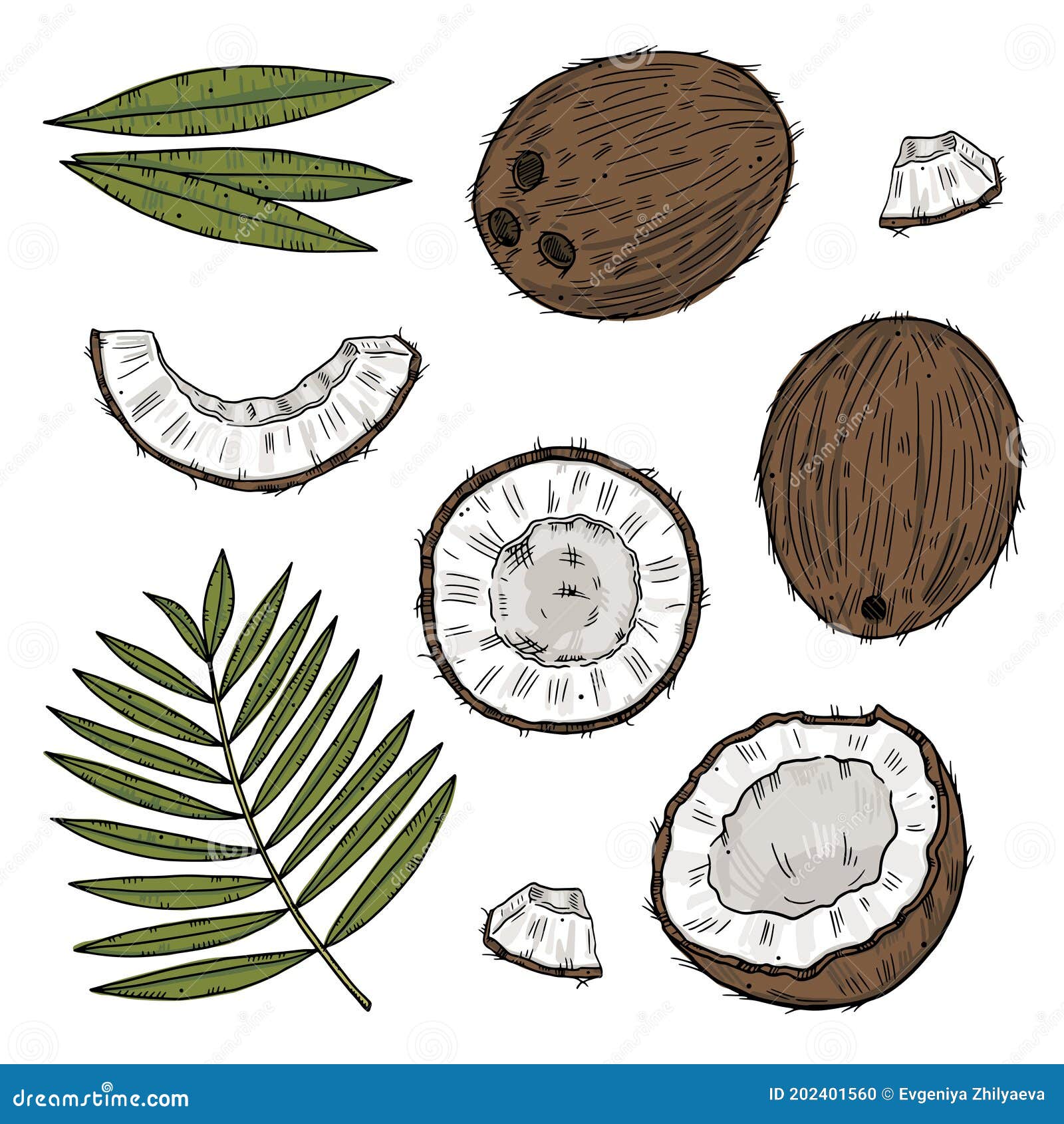 Set of Ripe Coconut in Different Forms with Palm Leaves. Color Drawing ...