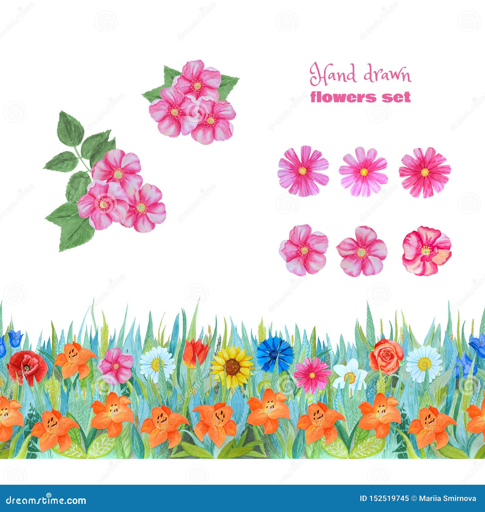 Set Rosa Blumen Wilde Rosen Und Cosmeblumen Nahtlose Blumengrenze Mit Lilien Stock Abbildung Illustration Von Getrennt Oberflache 152519745