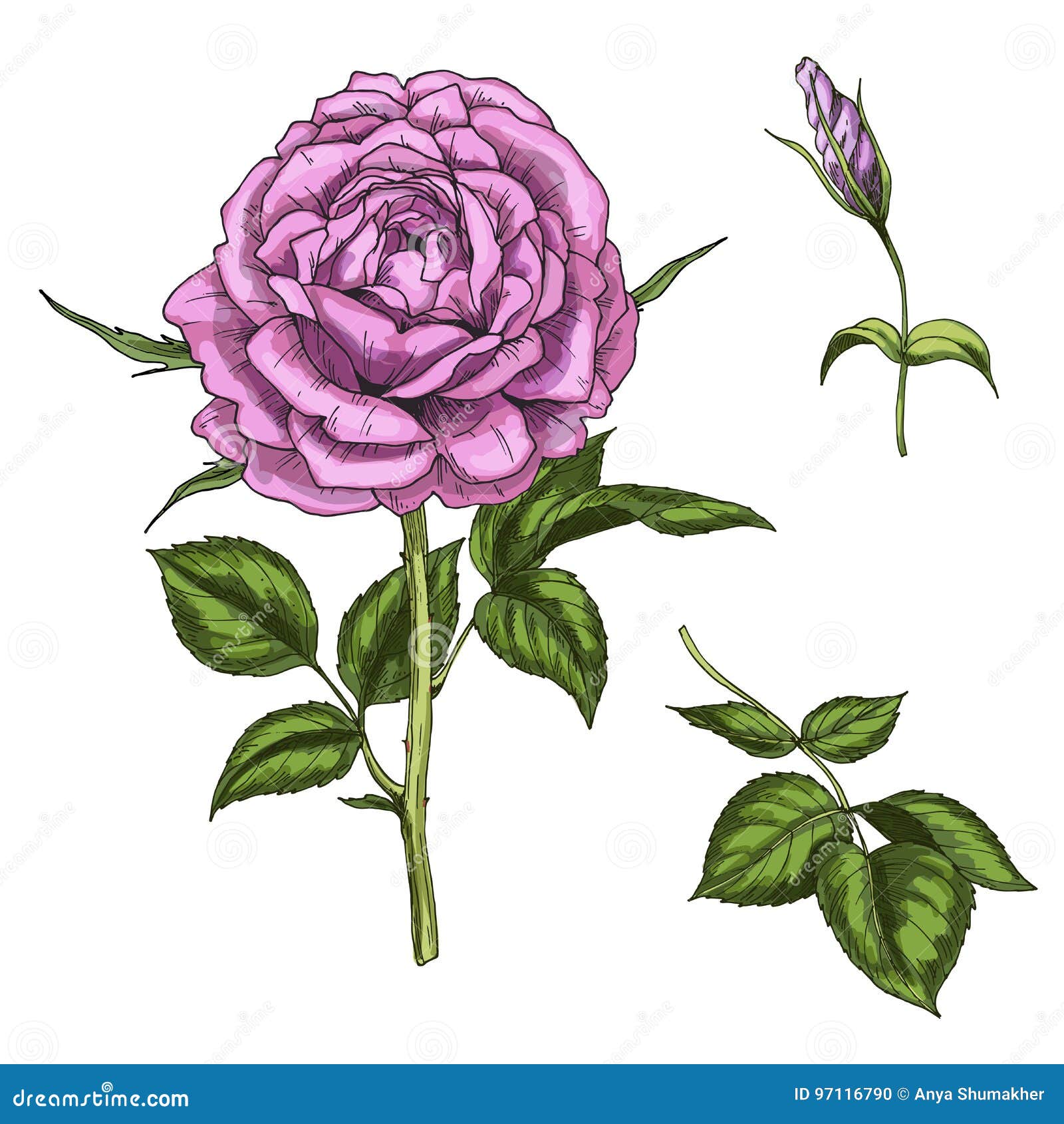 set with rose flower, bud, leaves and stems  on white background. botanical 