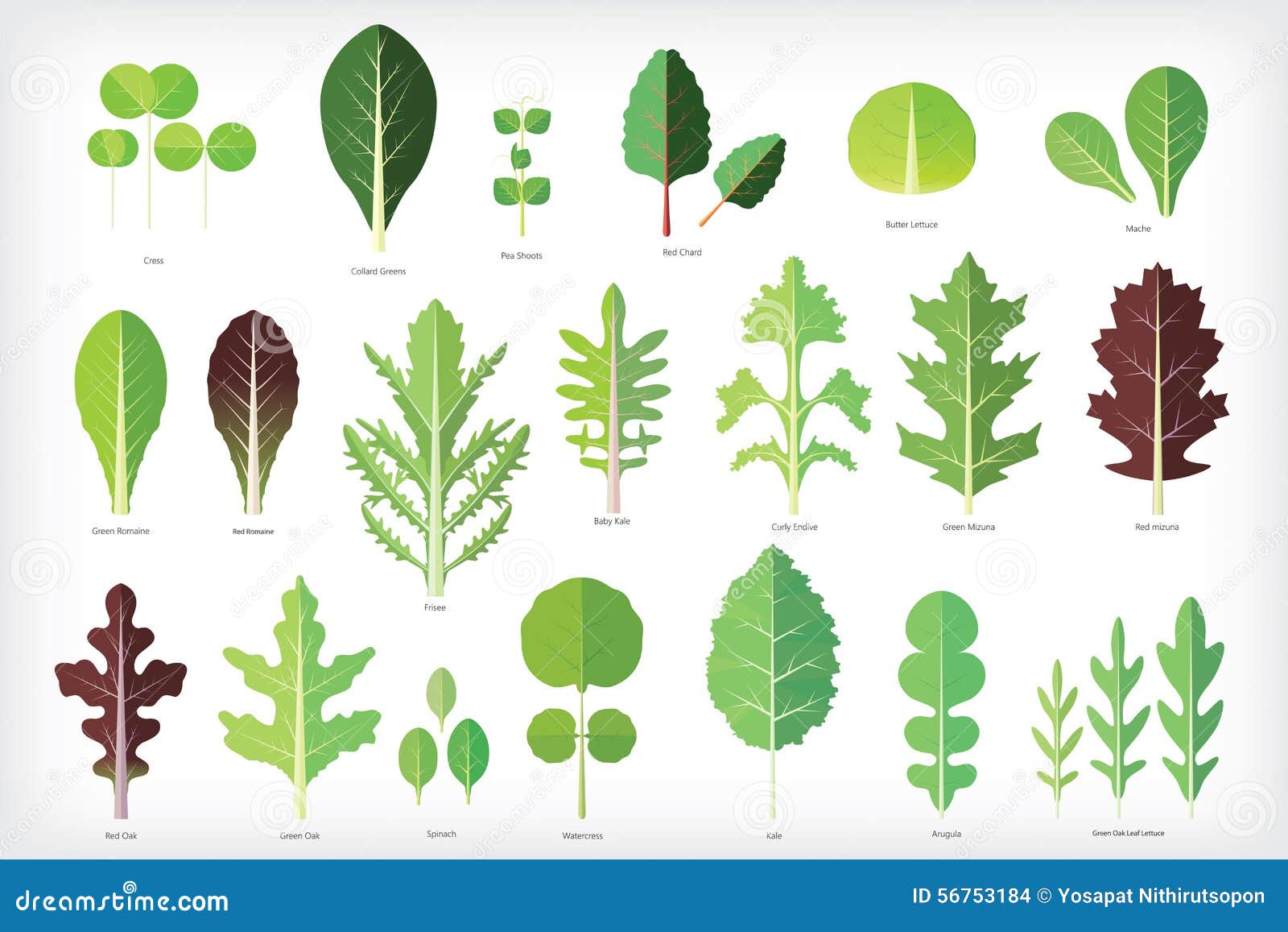 Set Of Salad Greens Stock Vector Image 56753184
