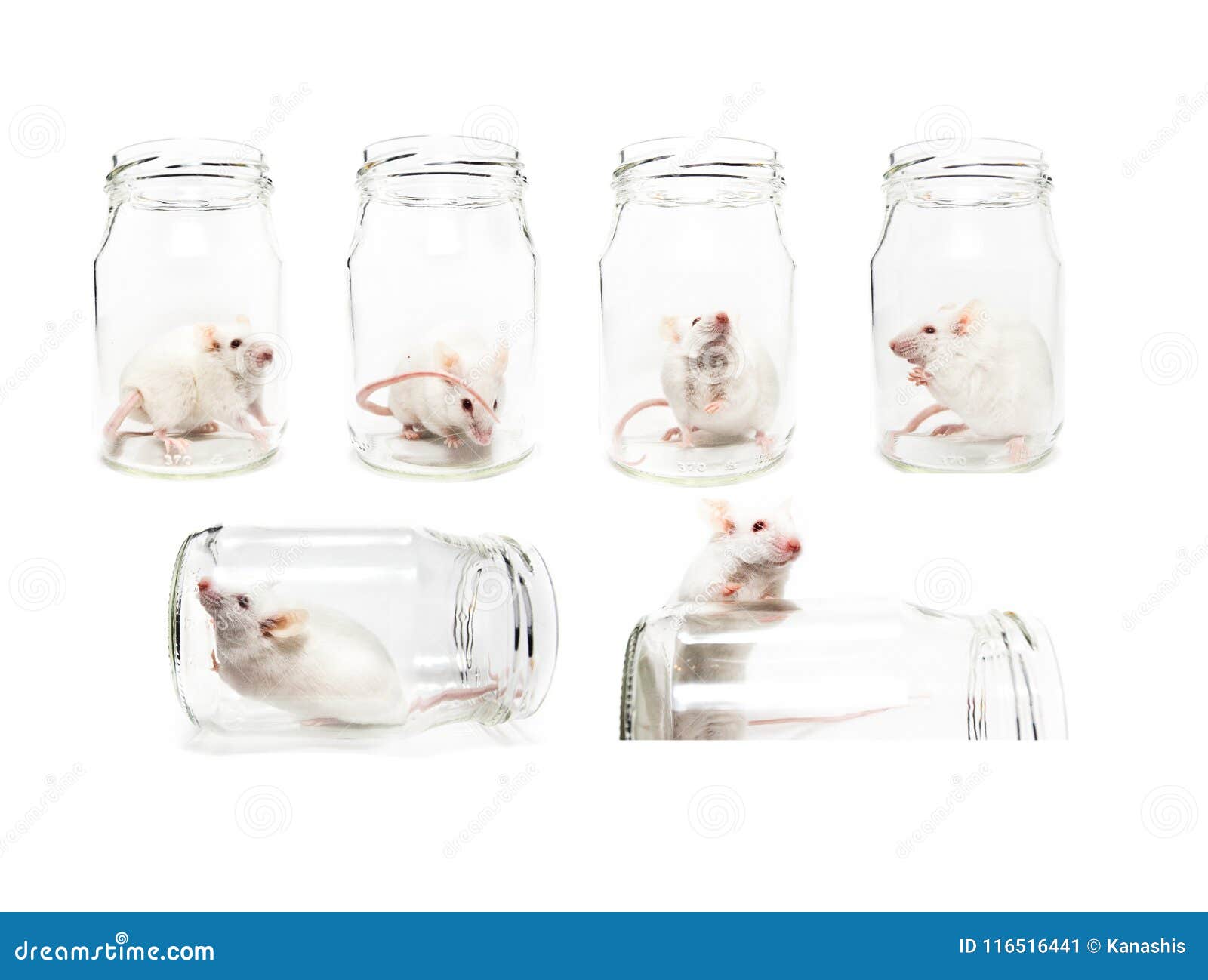 Set of Six Funny Photos of Laboratory White Mouse in a Jar Isolated ...