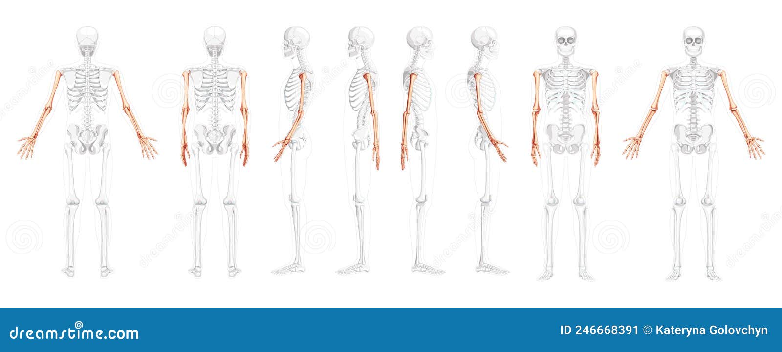 Skeleton Arms Human Lateral Side View With Partly Transparent Bones ...
