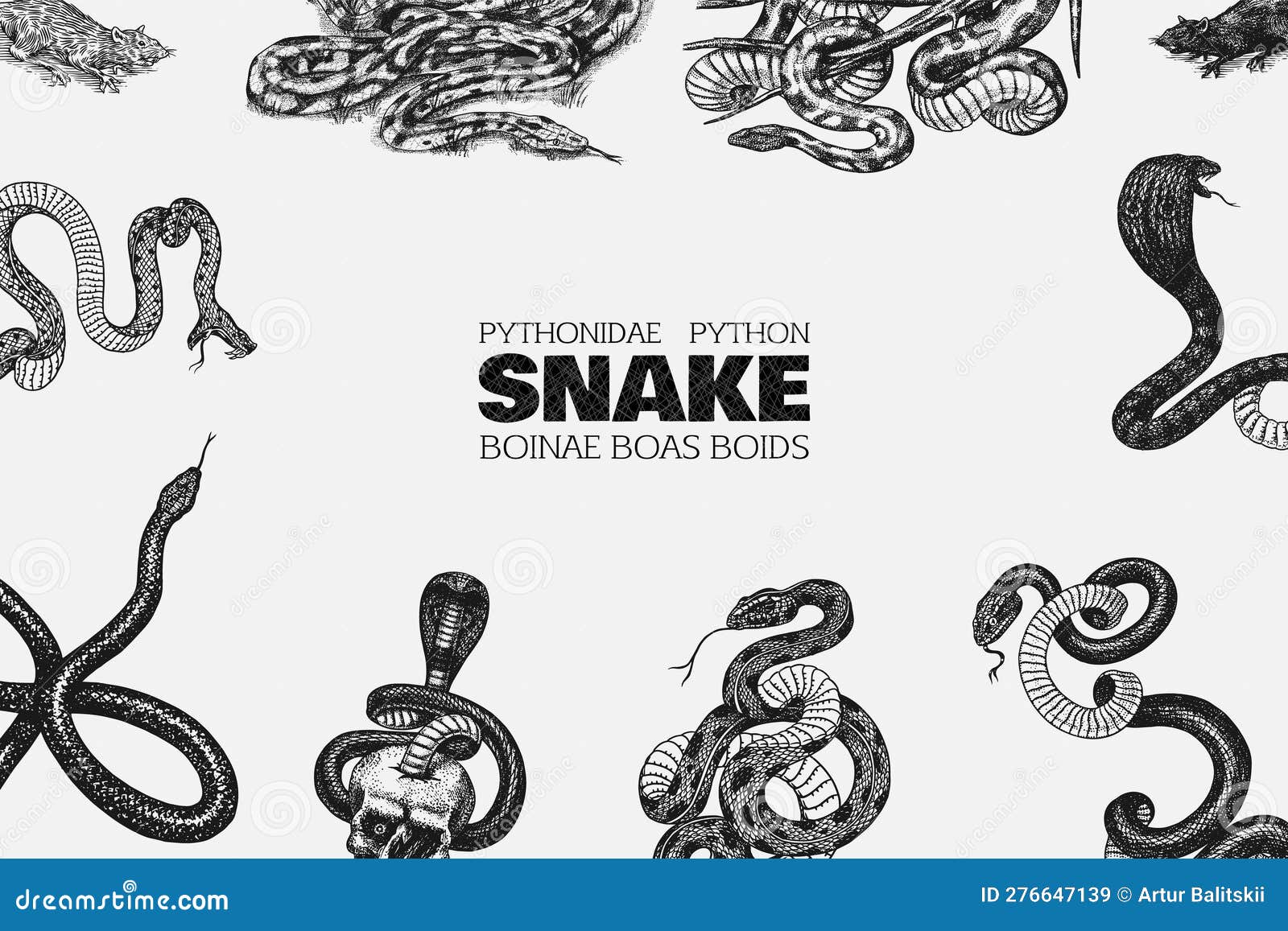 set of snakes. pythonidae or python. boinae or boas or boids. eastern racer or coluber constrictor. indian cobra or