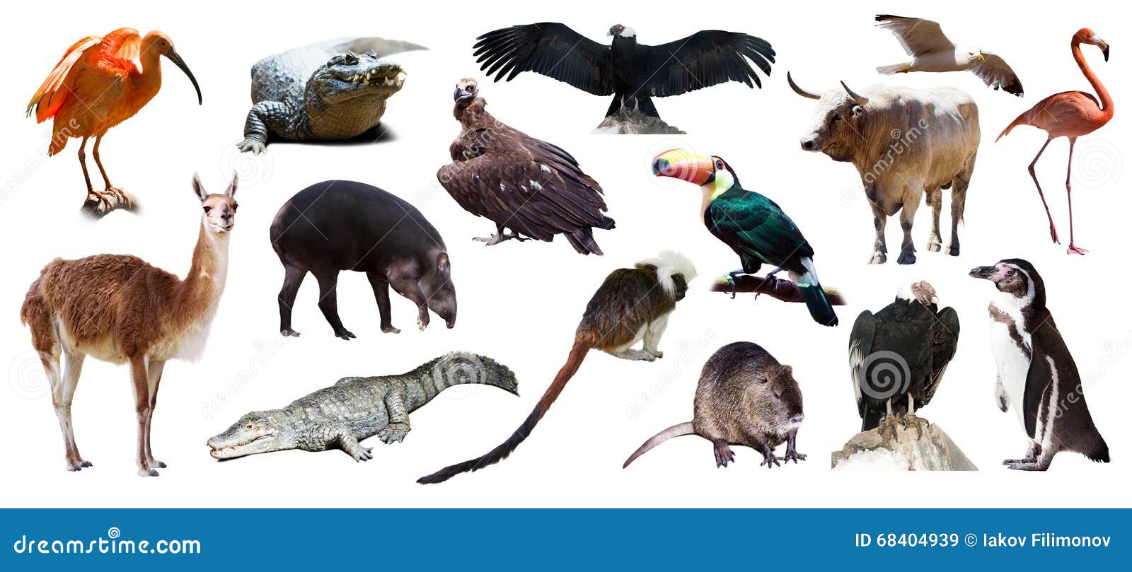 37,609 American Animals Stock Photos - Free & Royalty-Free Stock Photos from Dreamstime 37,609 American Animals Stock Photos - Free & Royalty-Free Stock Photos from Dreamstime