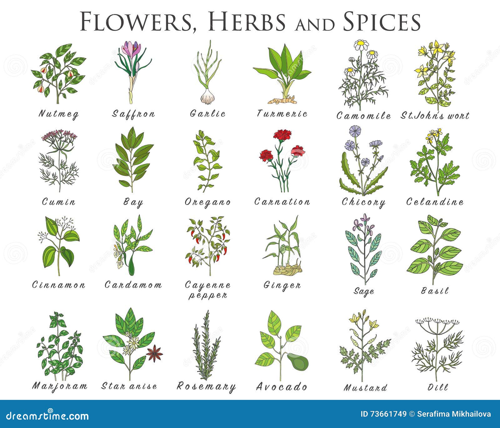 Set Of Spices, Herbs