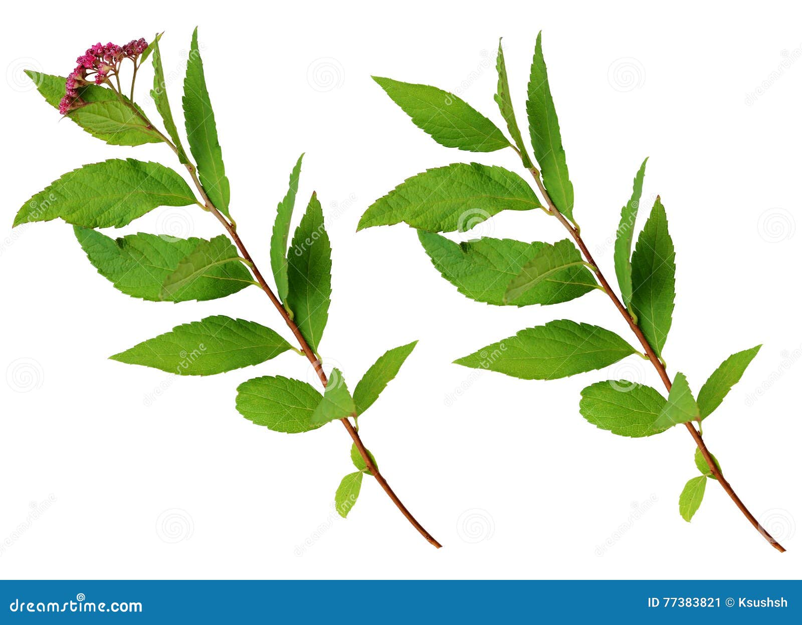 set of spiraea bumalda twigs with flowers and leaves
