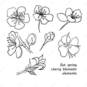 Set of Spring Cherry Blossom Flowers. Hand Drawing Stock Illustration ...