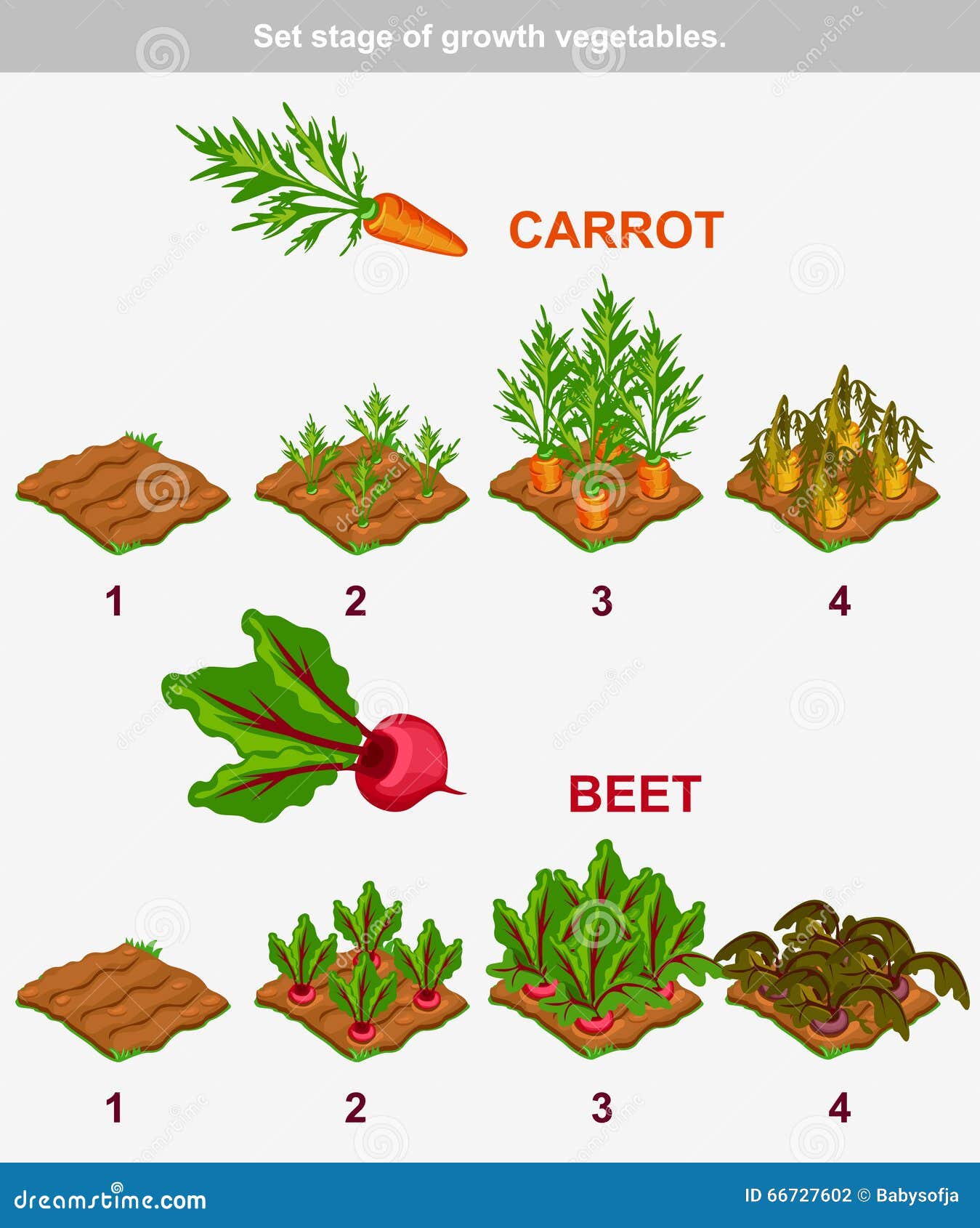 Carrot Growth Chart