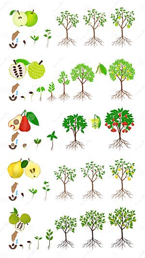 Growth Of Apple Tree And Harvesting Hand Plants A Sapling Of Fruit Growth Of Apple Tree And Harvesting Hand Plants A Sapling Of Fruit