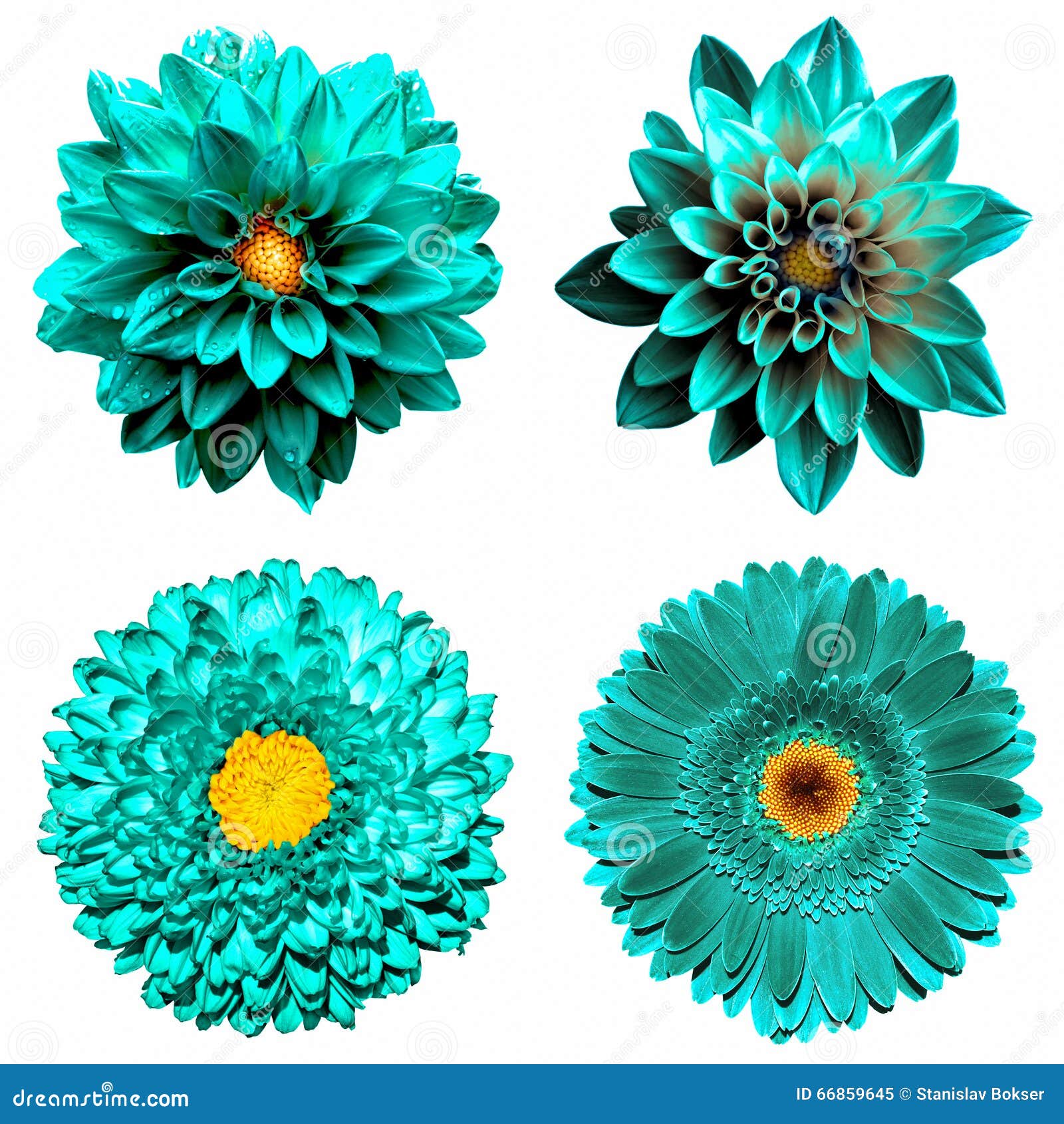 Art Photography Dry Flowers on Turquoise Background