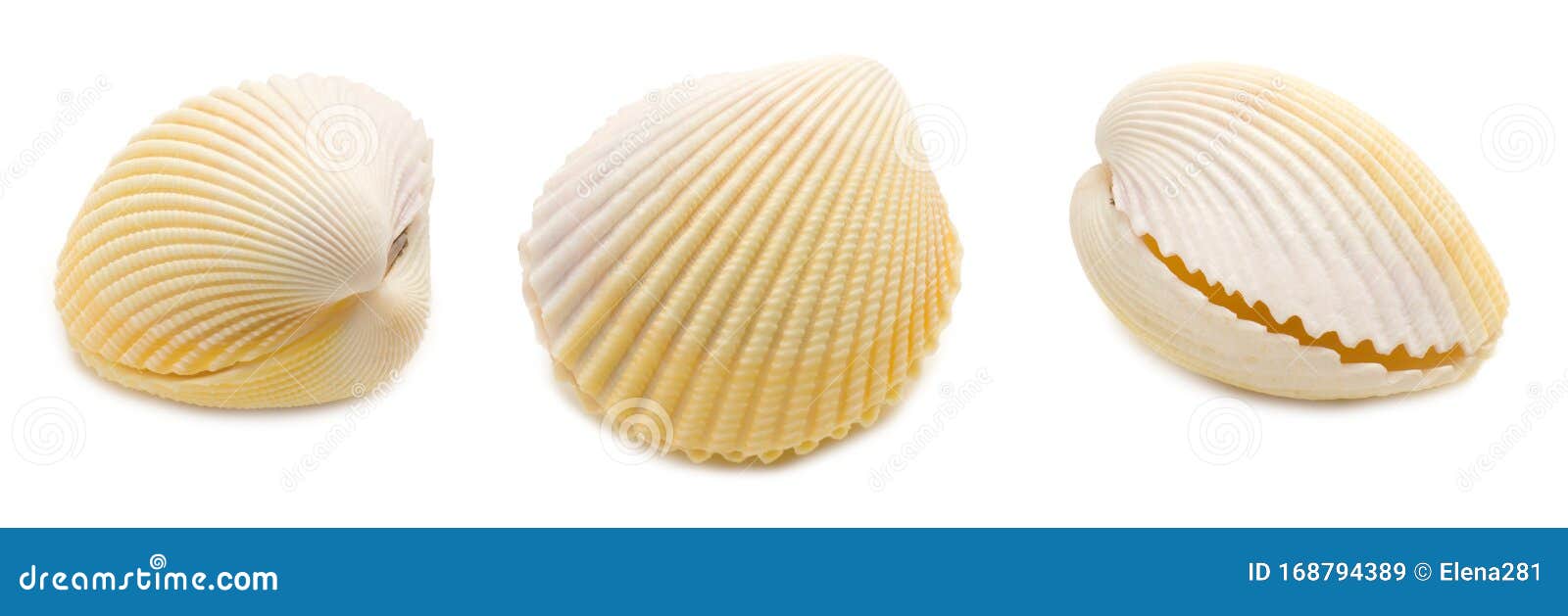 set of three common cockle cerastoderma edule conch shell angles  on white background