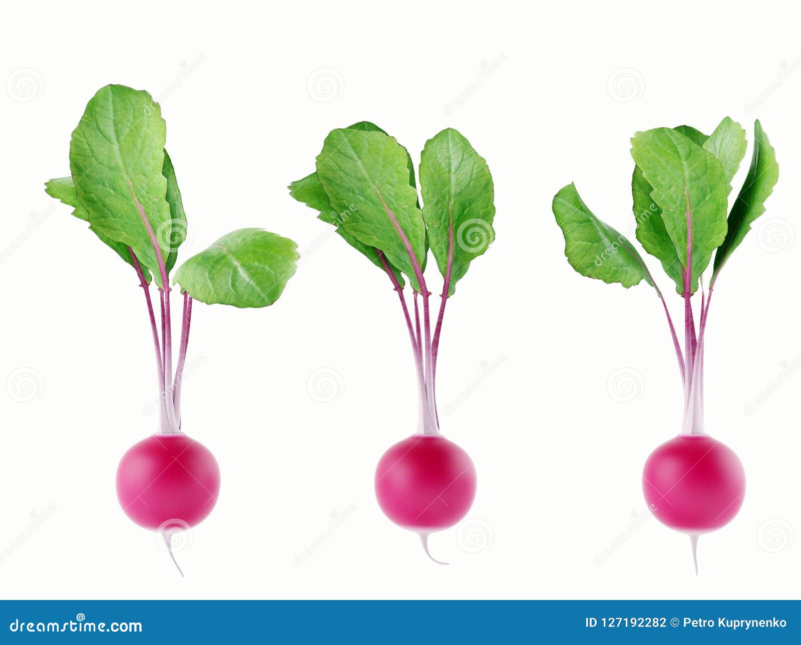 Set of Three Radishes with Leaves Isolated on a White Background Stock