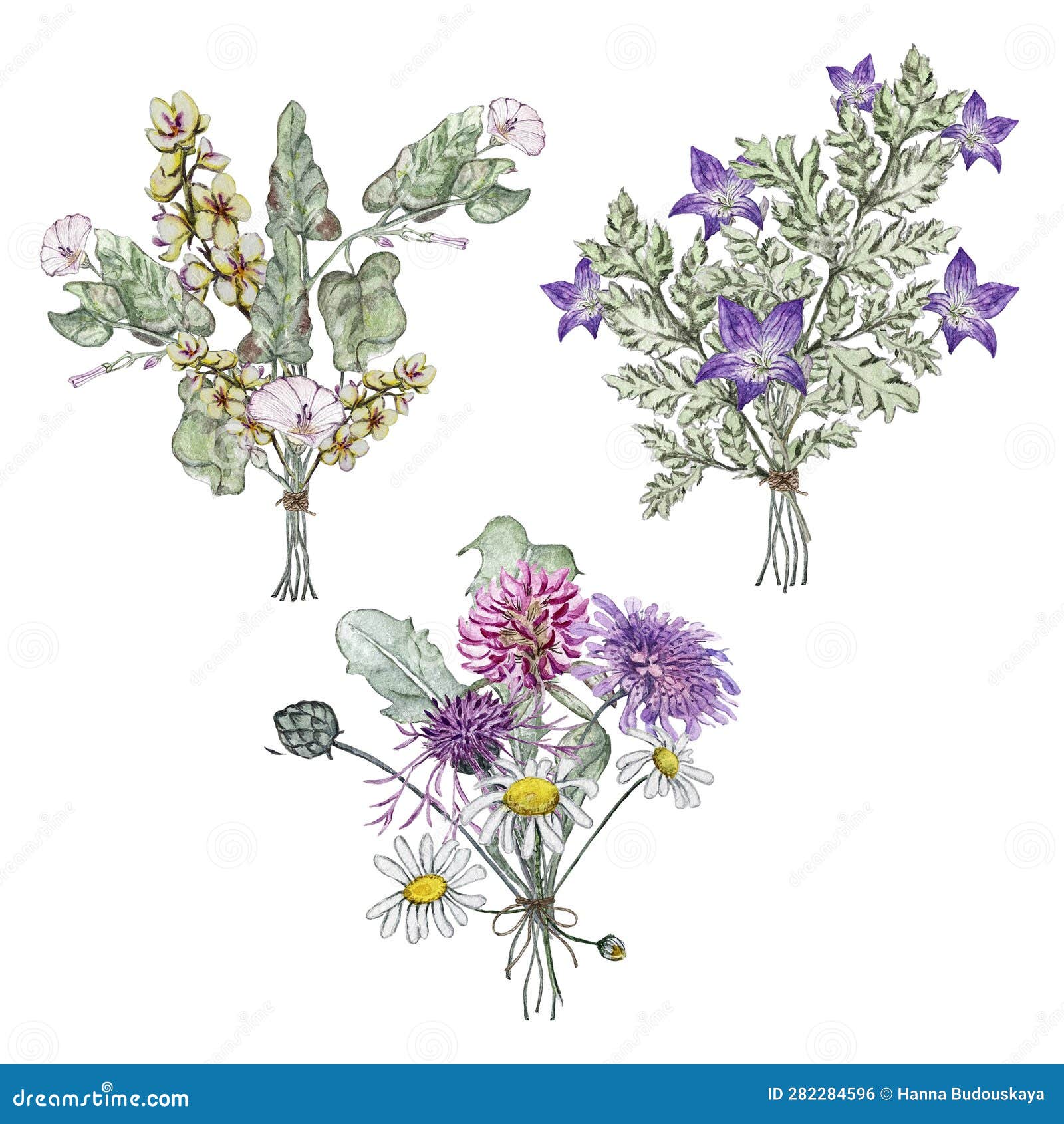 set of three summer bouquets of wild flowers. mullein, bindweed, bluebell flower, clover, chamomile, korostavnik