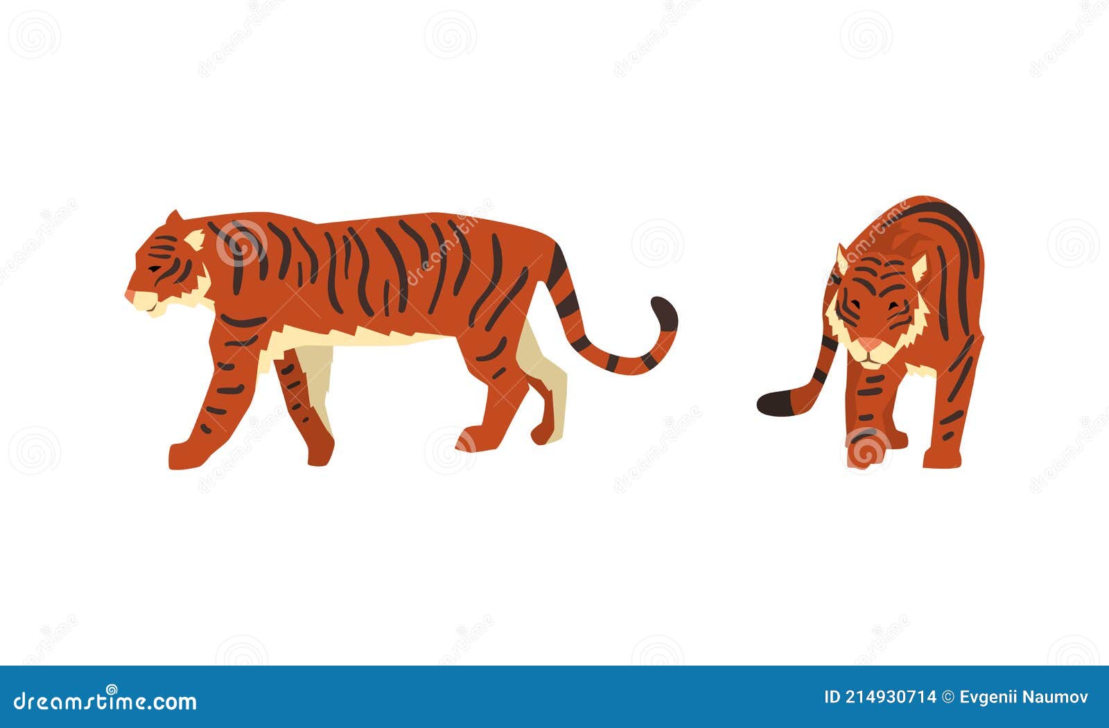 set of tigers in various poses, powerful predator animals cartoon  