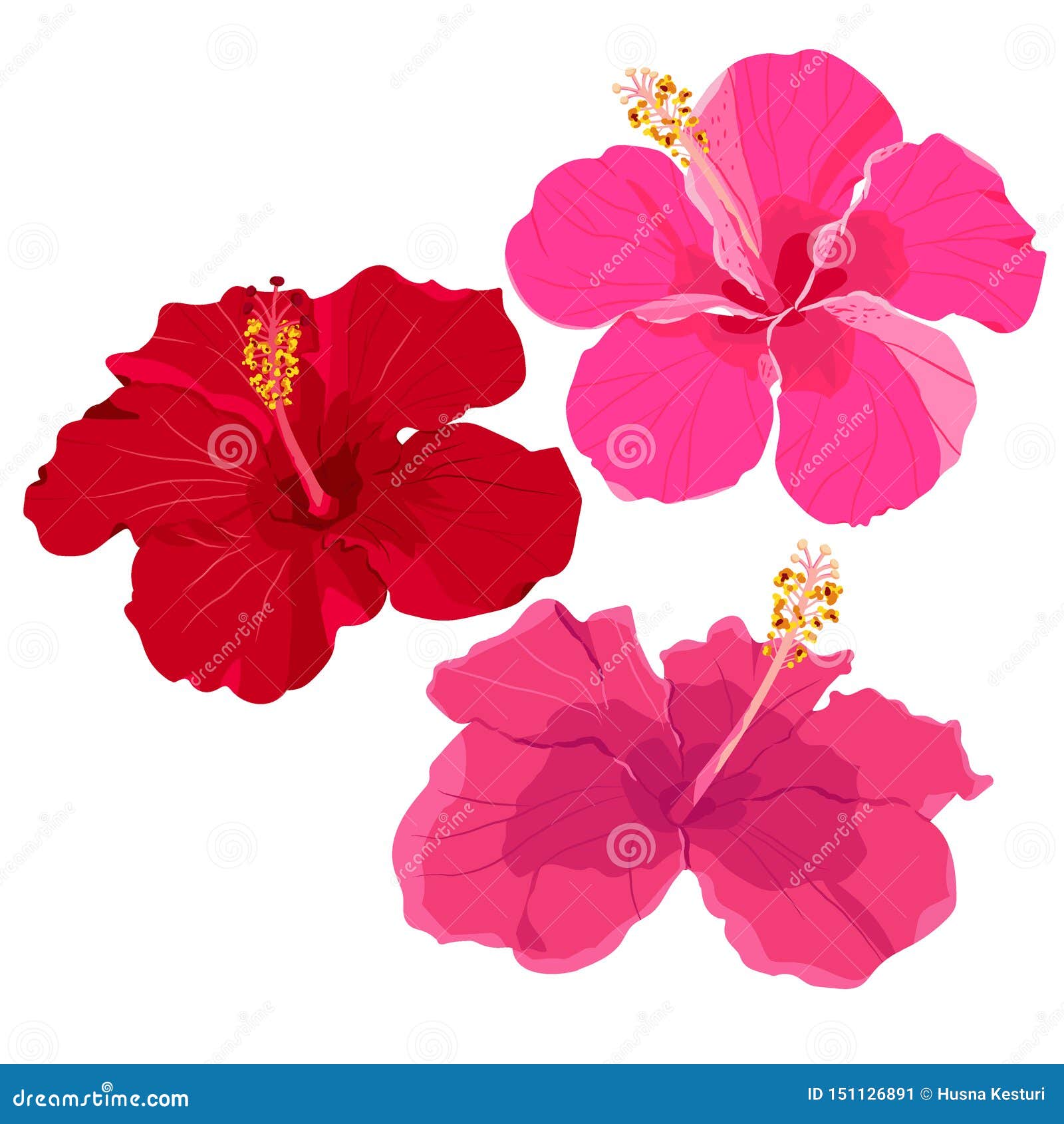 Download Set Of Tropical Flowers Elements. Collection Of Hibiscus ...