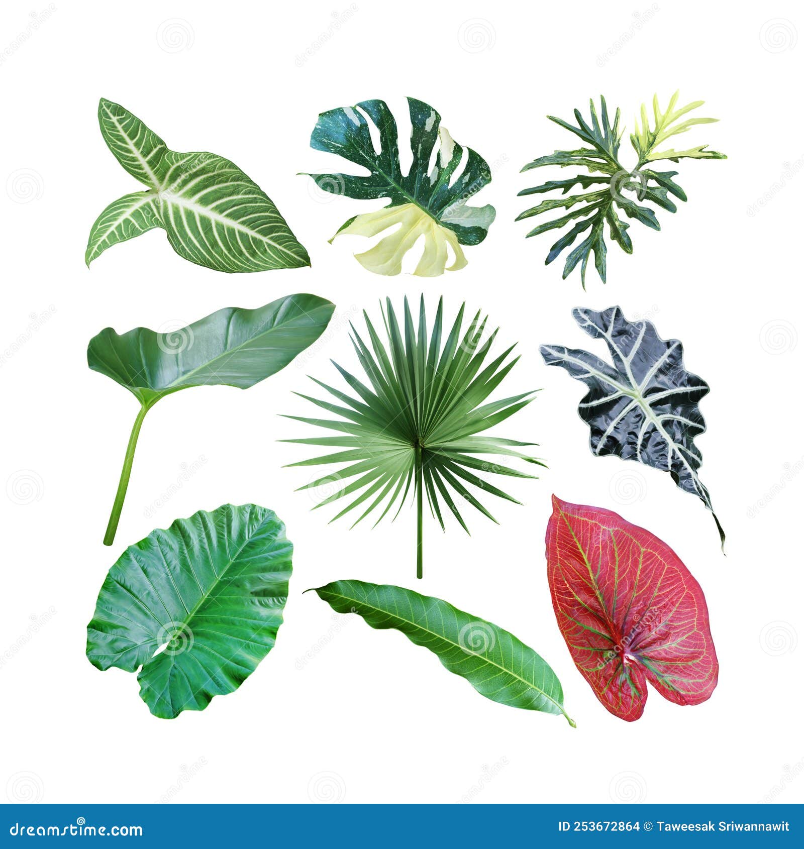 Set of Tropical Leaves Isolated on White Background with Clipping Path