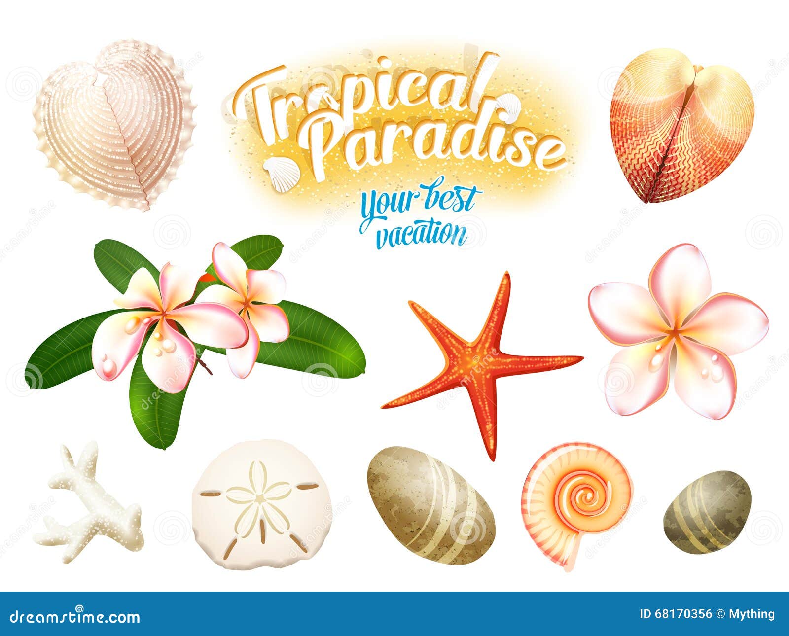 Sand dollar Starfish Seashell Collection