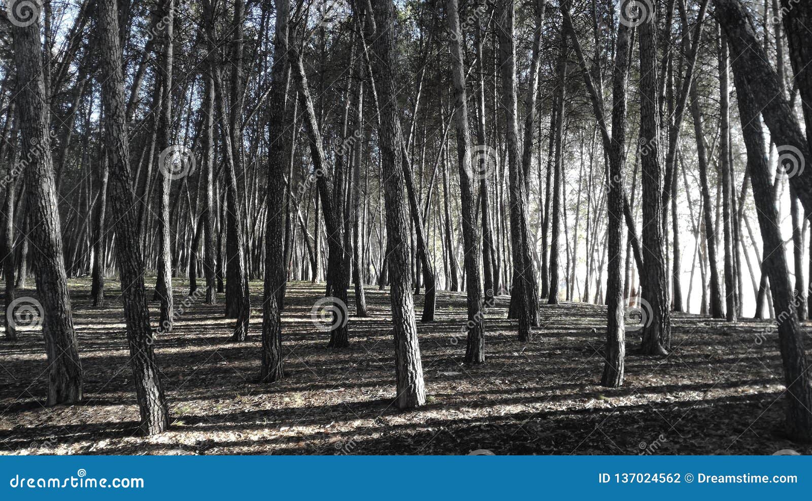 tall trees - arboles altos