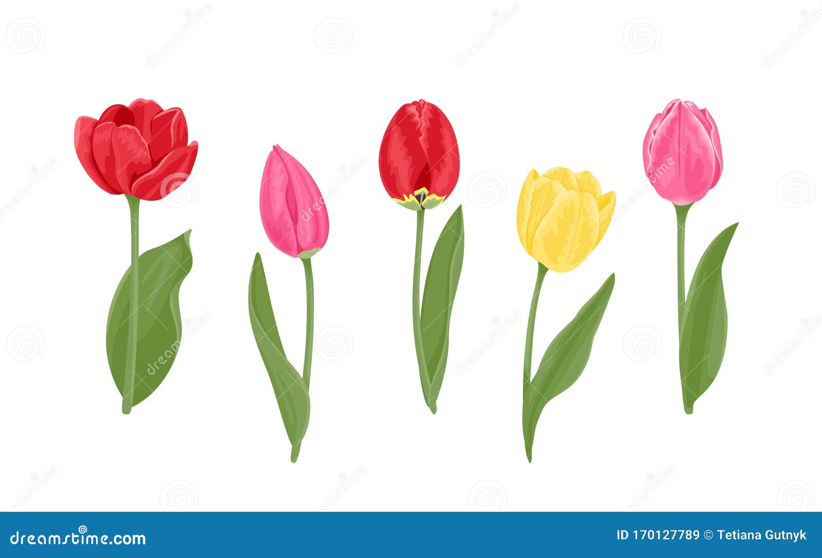 Set of Tulips in Different Colors and Shapes. Yellow, Red and Pink ...