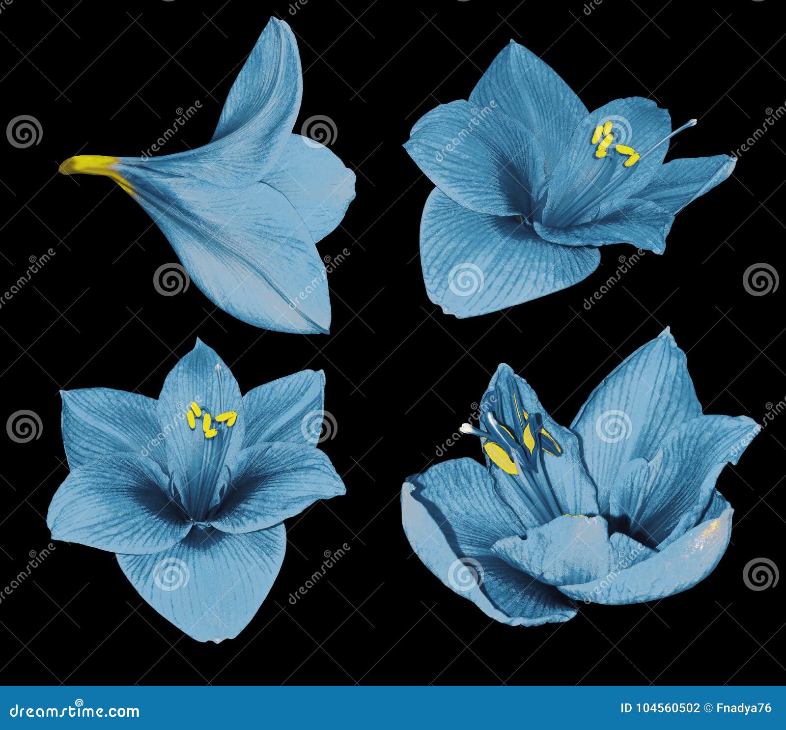 set turquoise gippeastrum. flowers on a black  background with clipping path. closeup. no shadows. for .
