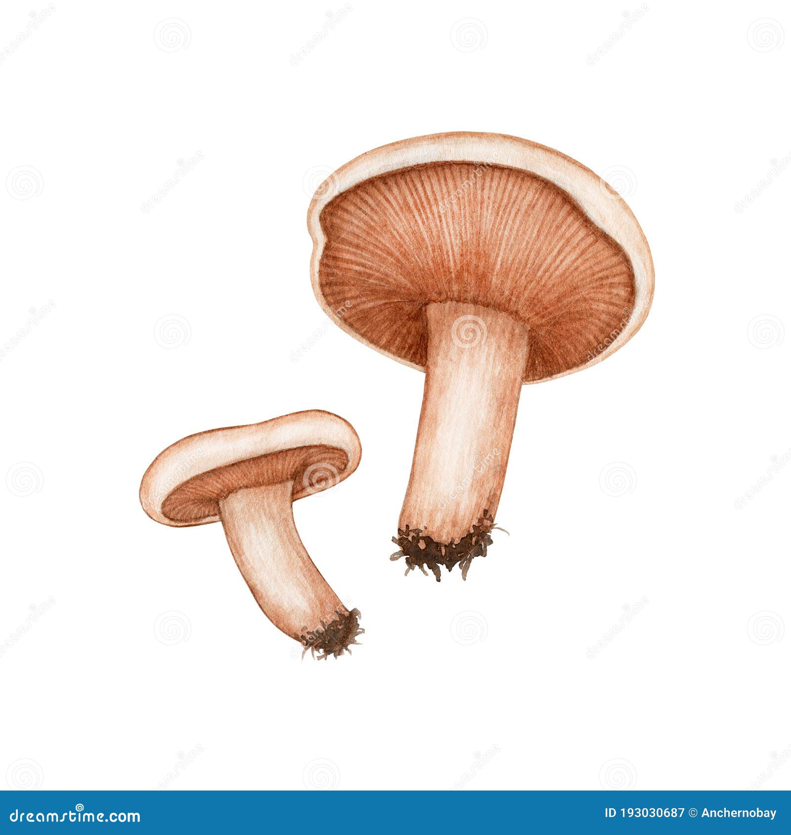 Set of Two Watercolor Raw Forest Edible Mushroom Russula/Lactarius ...