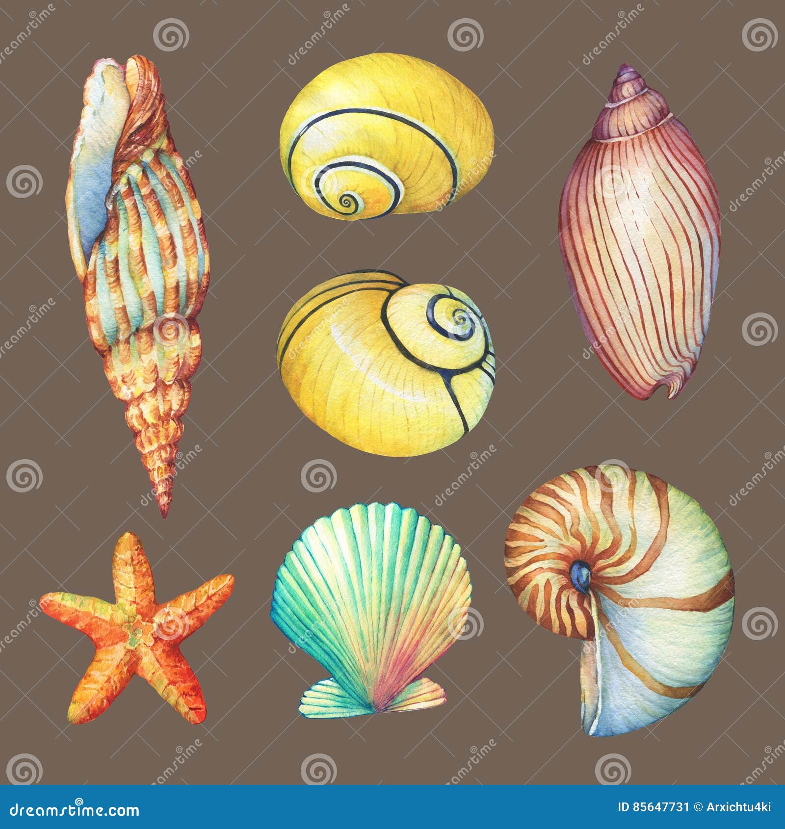 set of underwater life objects - s of various tropical seashells and starfish.