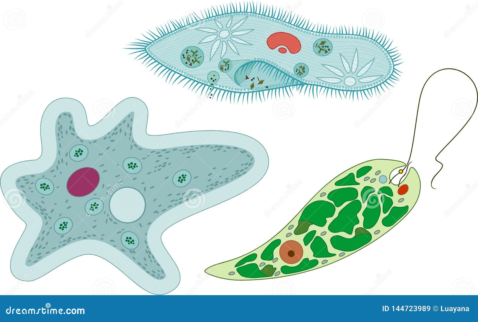 Protozoa Cartoons, Illustrations & Vector Stock Images - 1995 Pictures