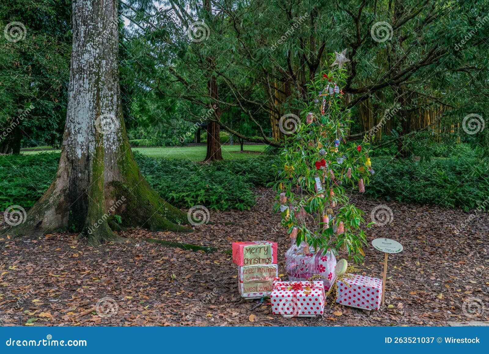 Setup of Christmas Decorations in the Lush Greenery Editorial Photography Image of ornament