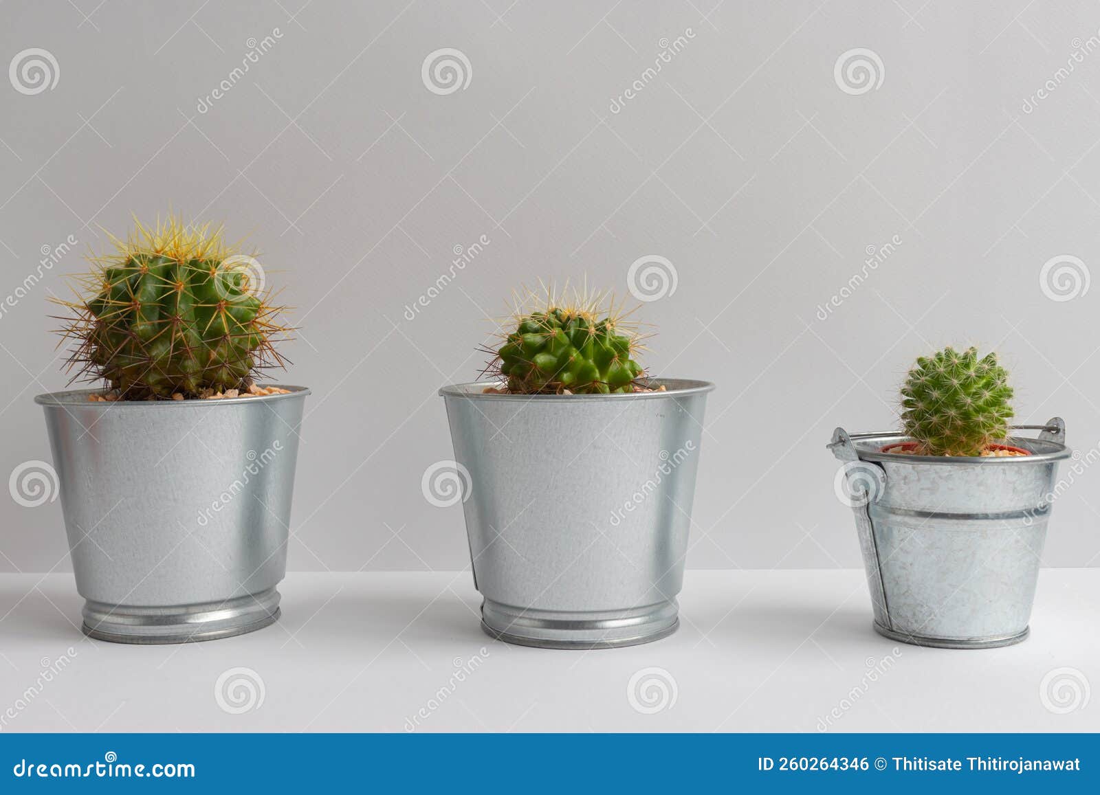 Cactus on the Table with the Background for Use As Wallpaper Stock