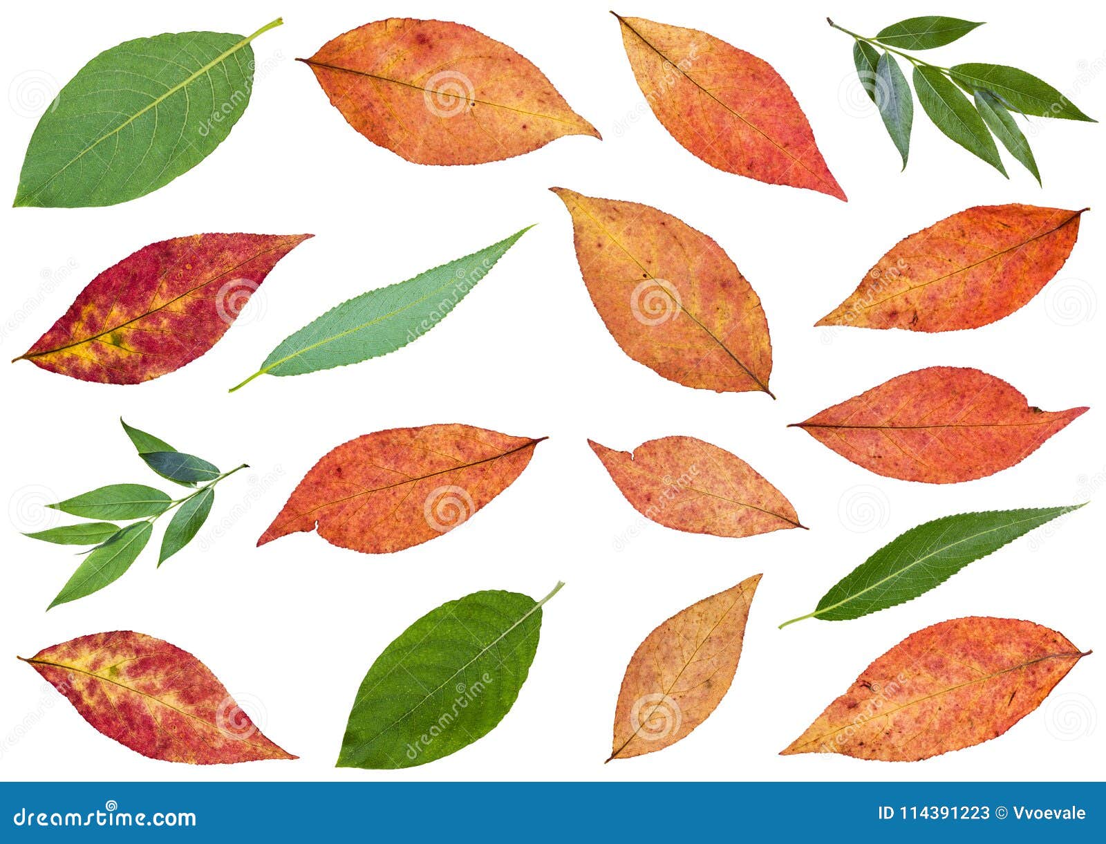 Set of Various Leaves of Willow Trees Isolated Stock Image Image of
