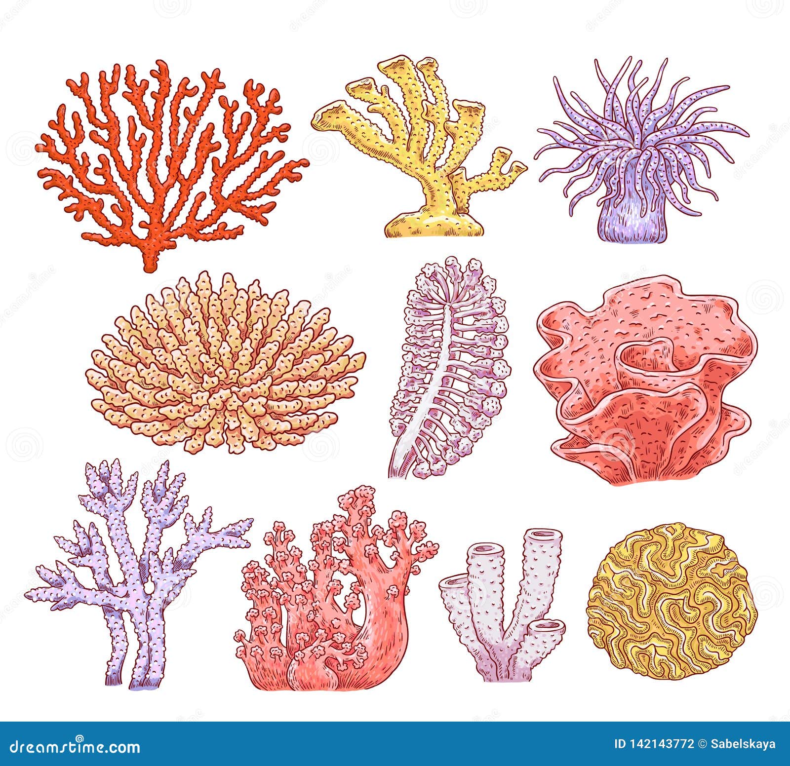 Set of Various Types of Corals, Aquarium Underwater Spongy Plants and  Animals. Stock Vector - Illustration of coral, colorful: 142143772