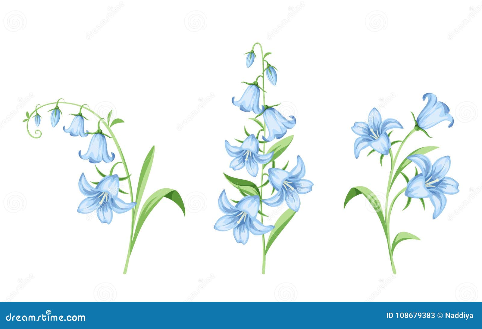 bluebell flowers.  .