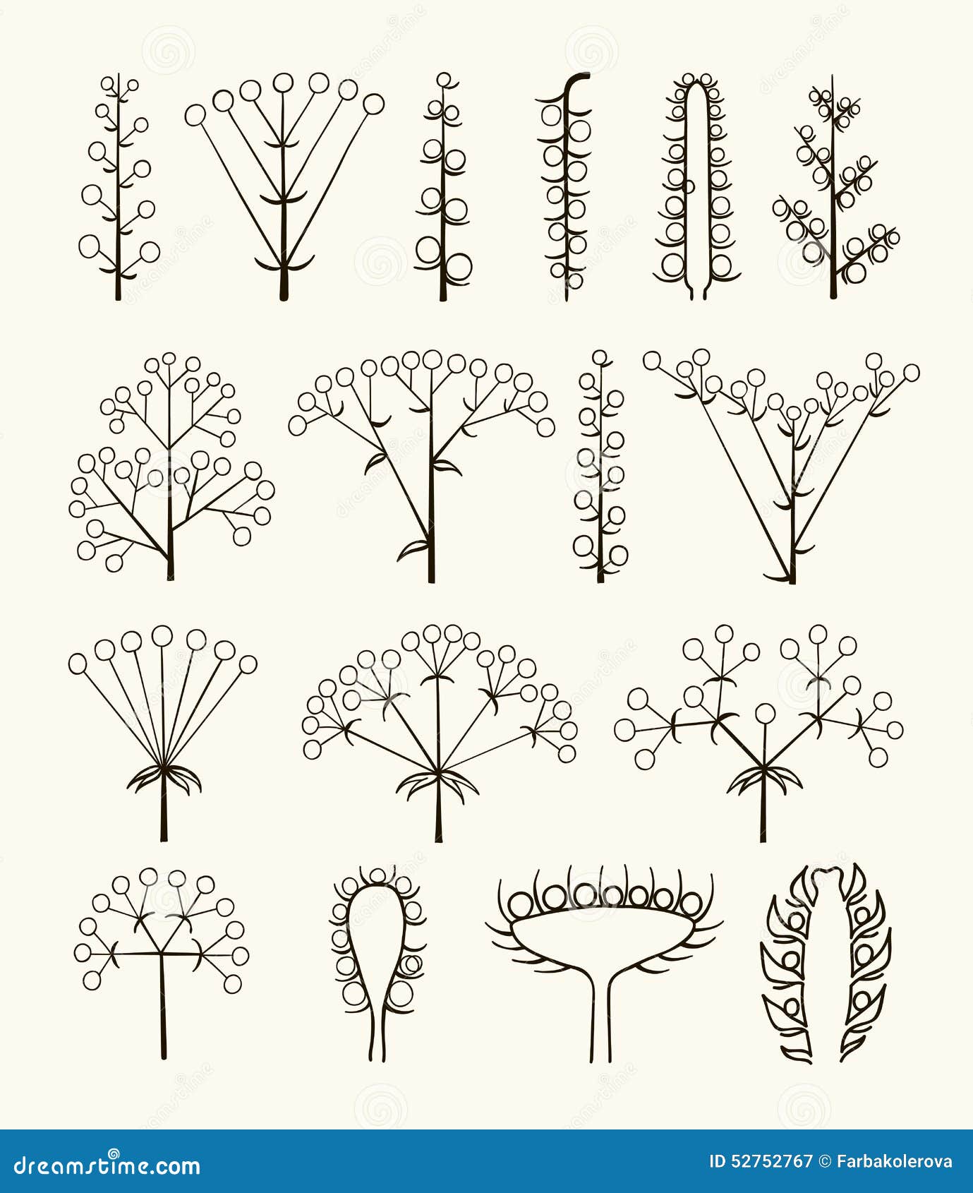 set of  different types of inflorescence