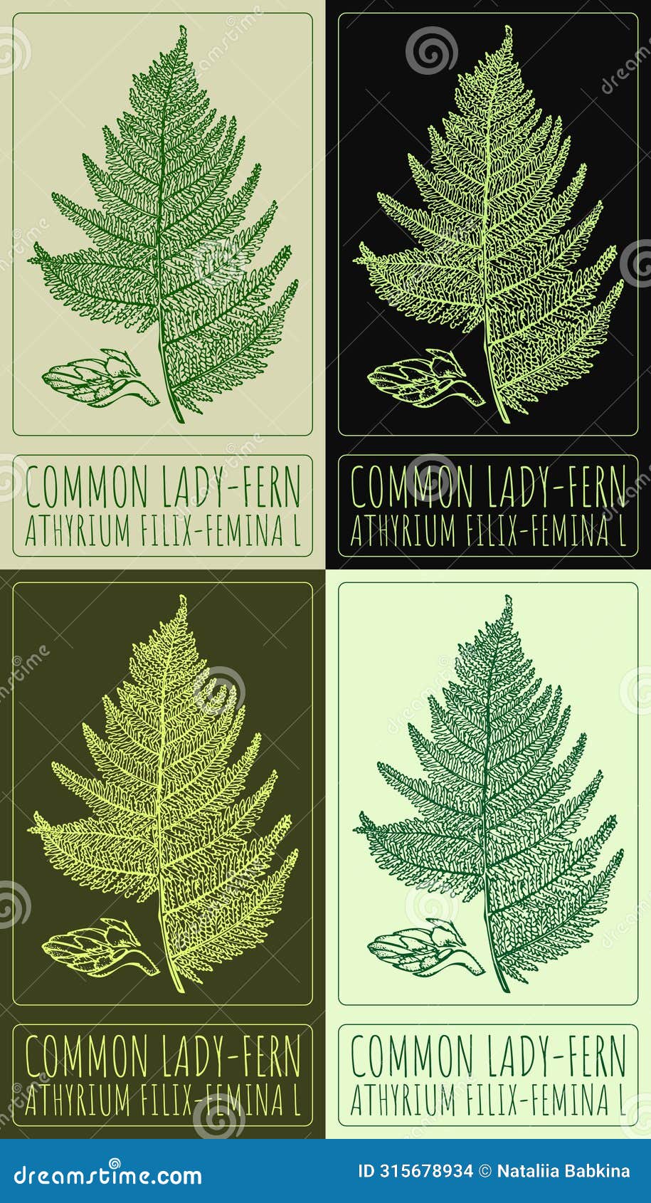 set of  drawing common lady-fern in various colors. the latin name is athyrium filix-femina l.