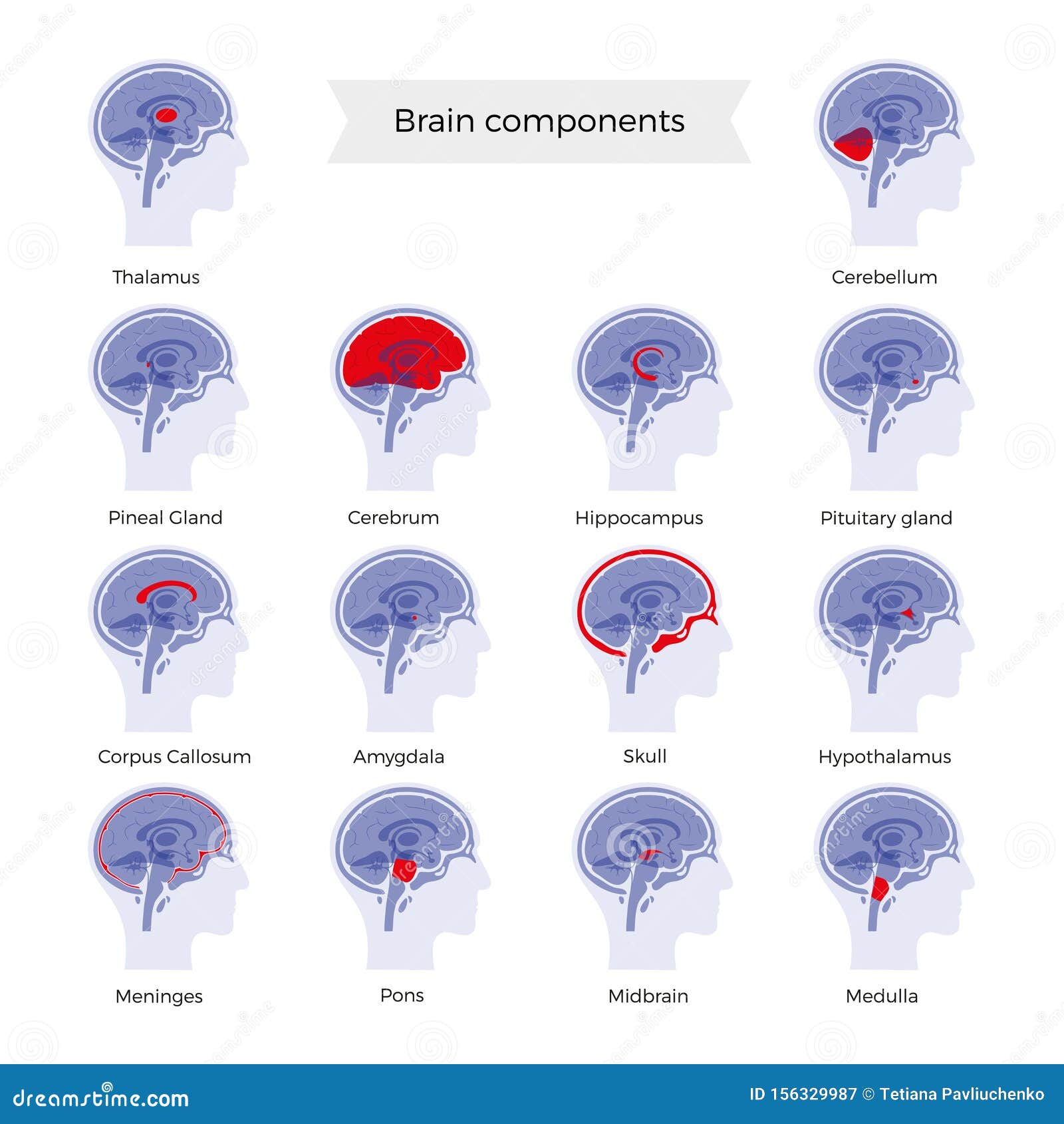 Set of Vector Illustration of Brain Components Stock Vector ...