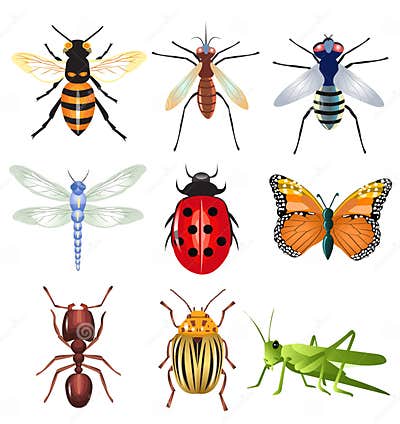 Set of vector insects stock vector. Illustration of butterfly - 32487472