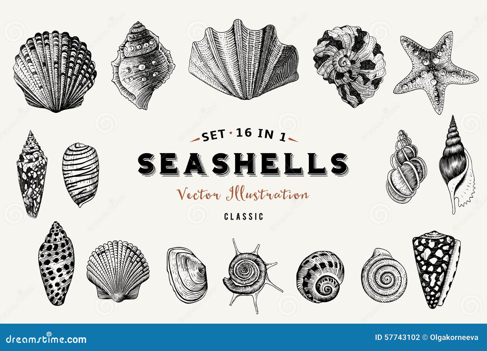 set of  vintage seashells. nine black s of shells.