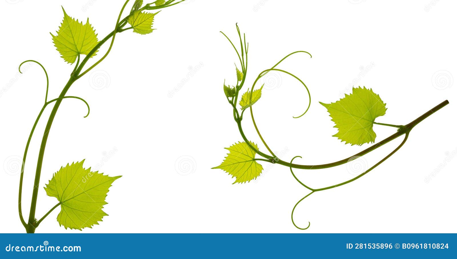 Set : Vine with Leaves. Grapevines with Green Leaves. Isolated. Fresh ...