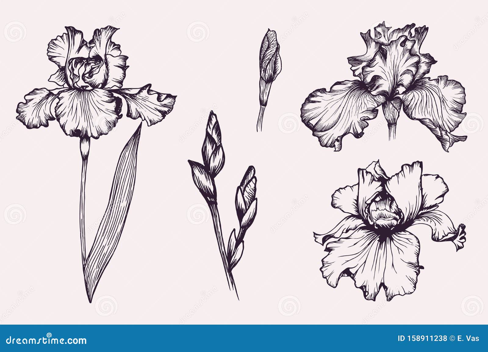 Set of Violet Iris Botanical Flowers in Vector. Stock Vector ...